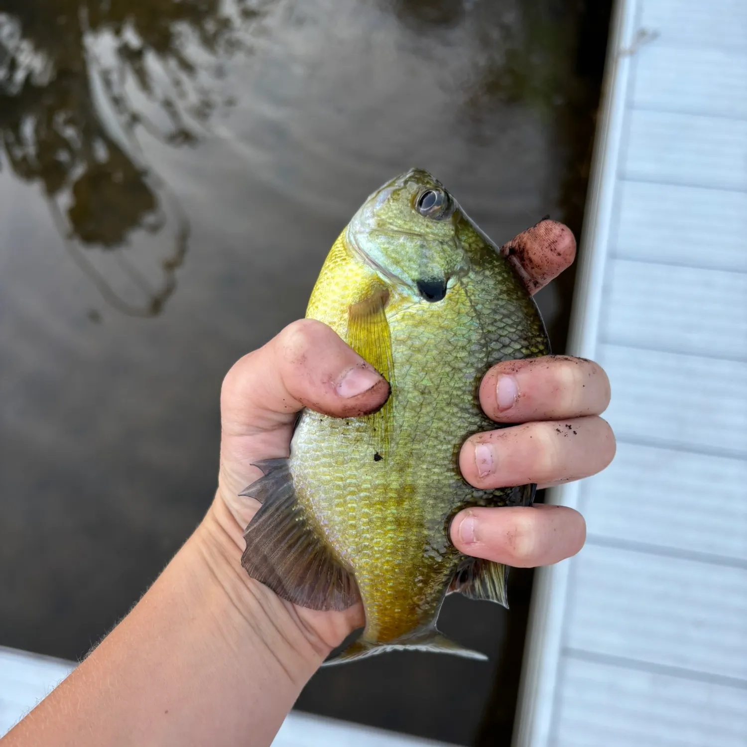 Bluegill caught on Fishbrain