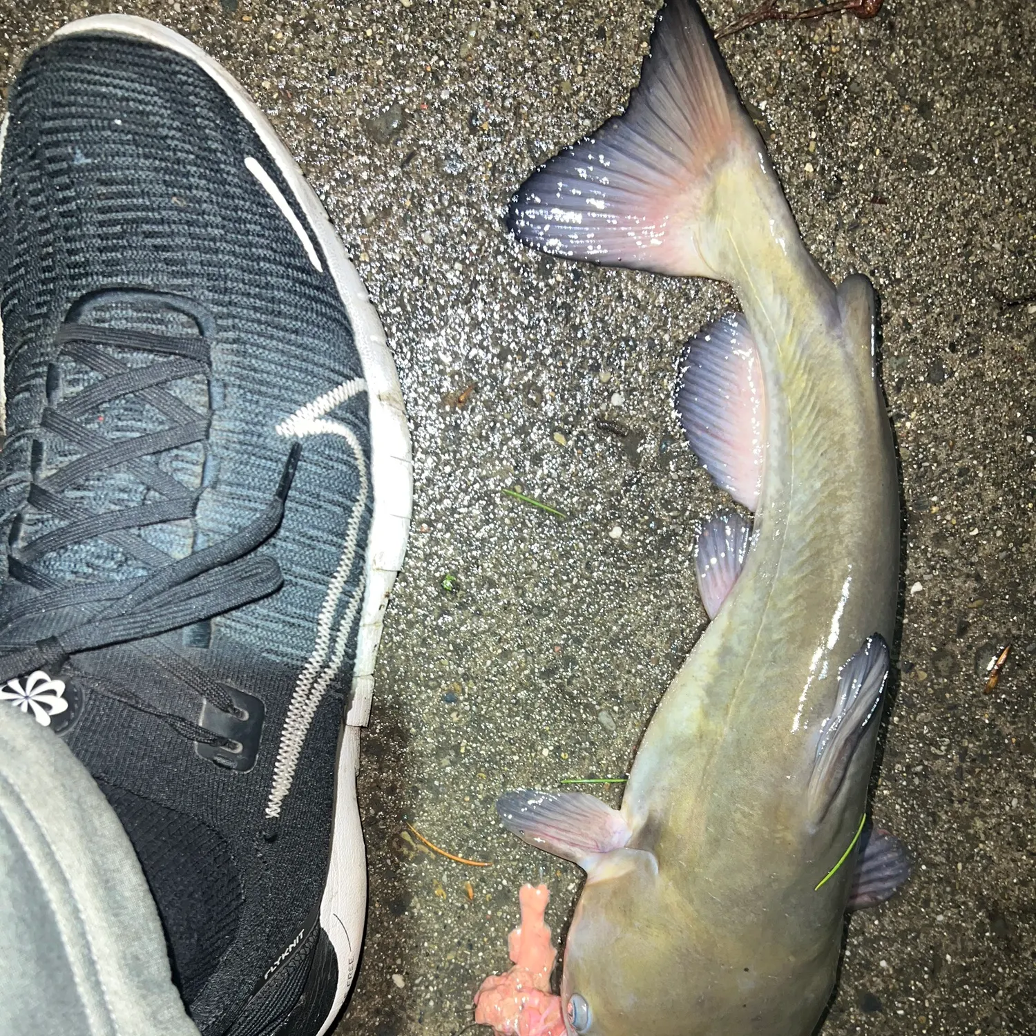 The most recent White bullhead catches on Fishbrain