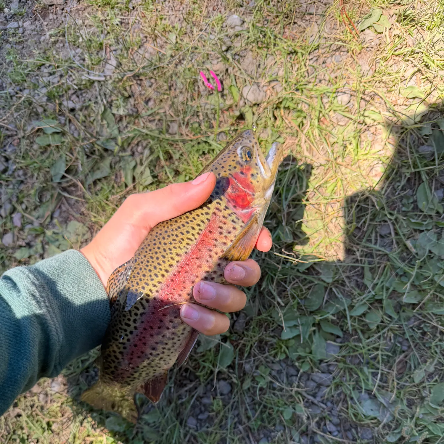 Rainbow trout caught on Fishbrain