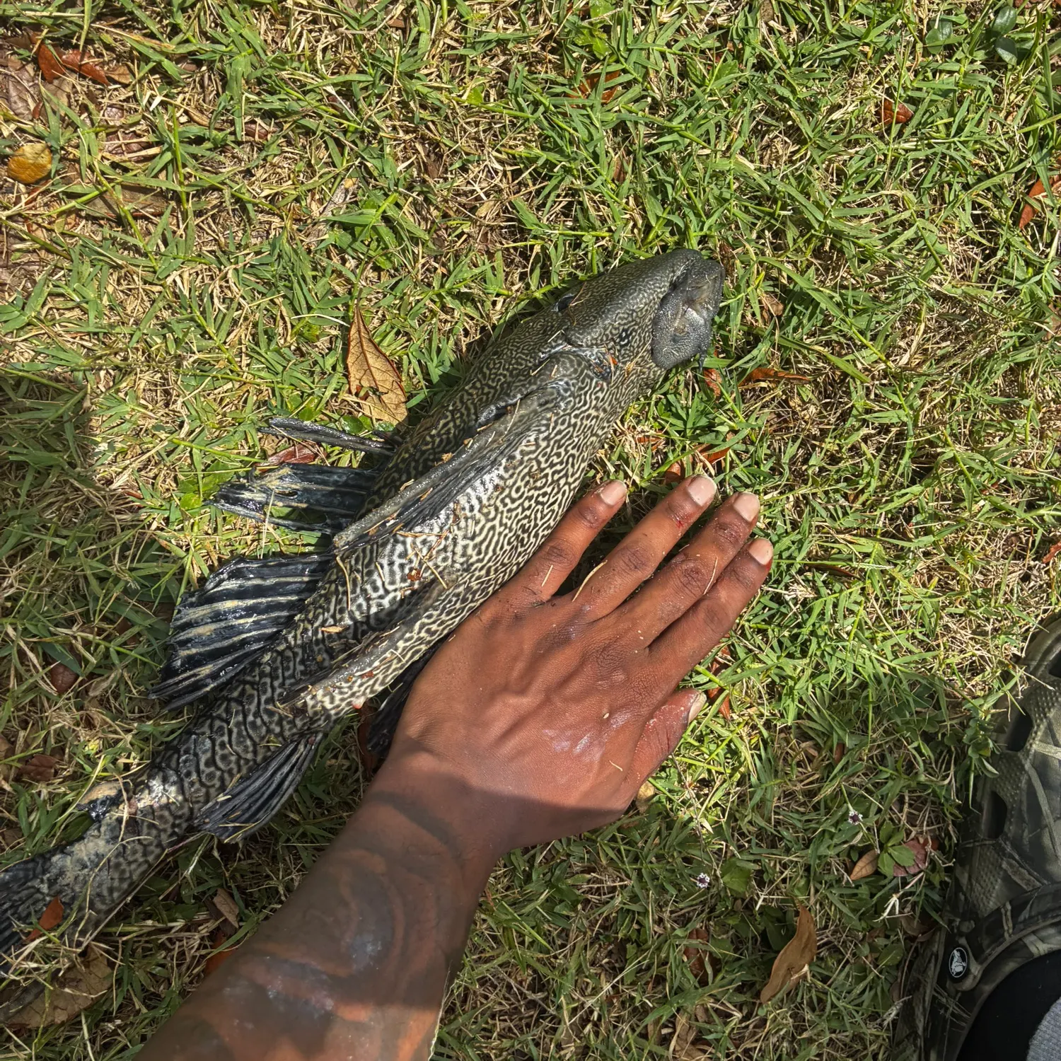 The most recent Orinoco sailfin catfish catches on Fishbrain