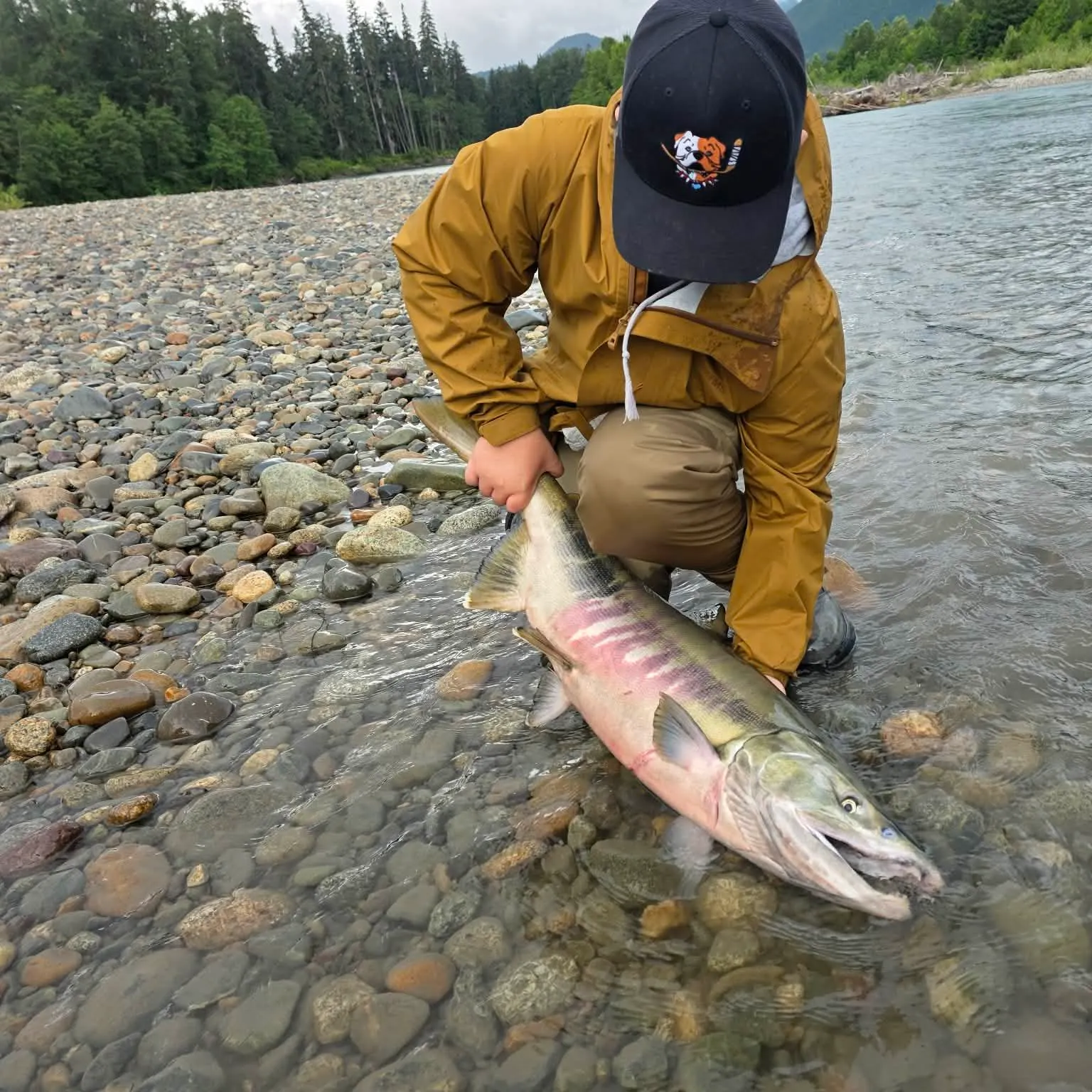 The most recent Chum salmon catches on Fishbrain