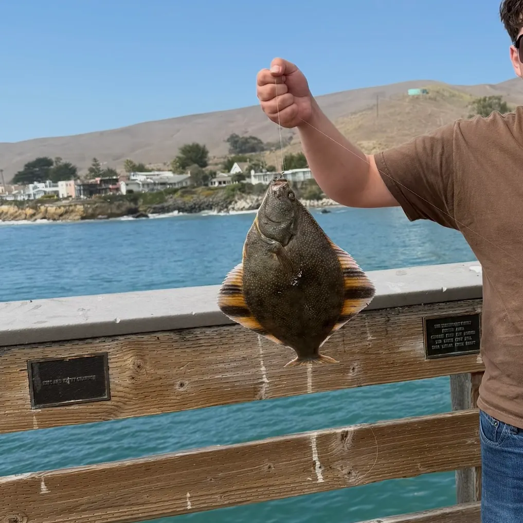 The most recent Starry flounder catches on Fishbrain