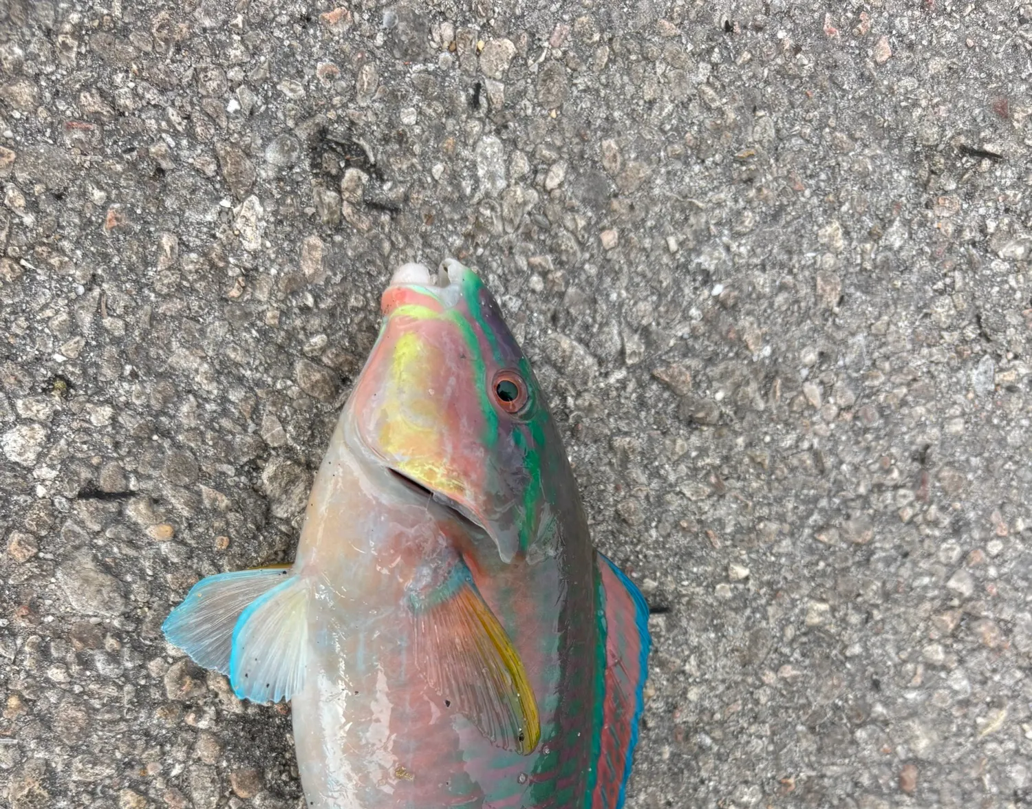 Queen parrotfish