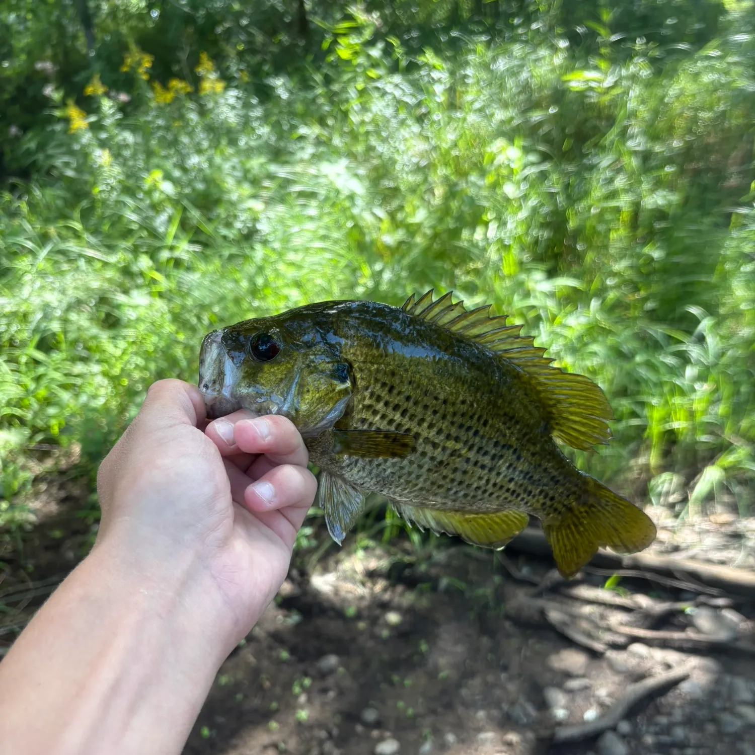 Rock bass caught on Fishbrain