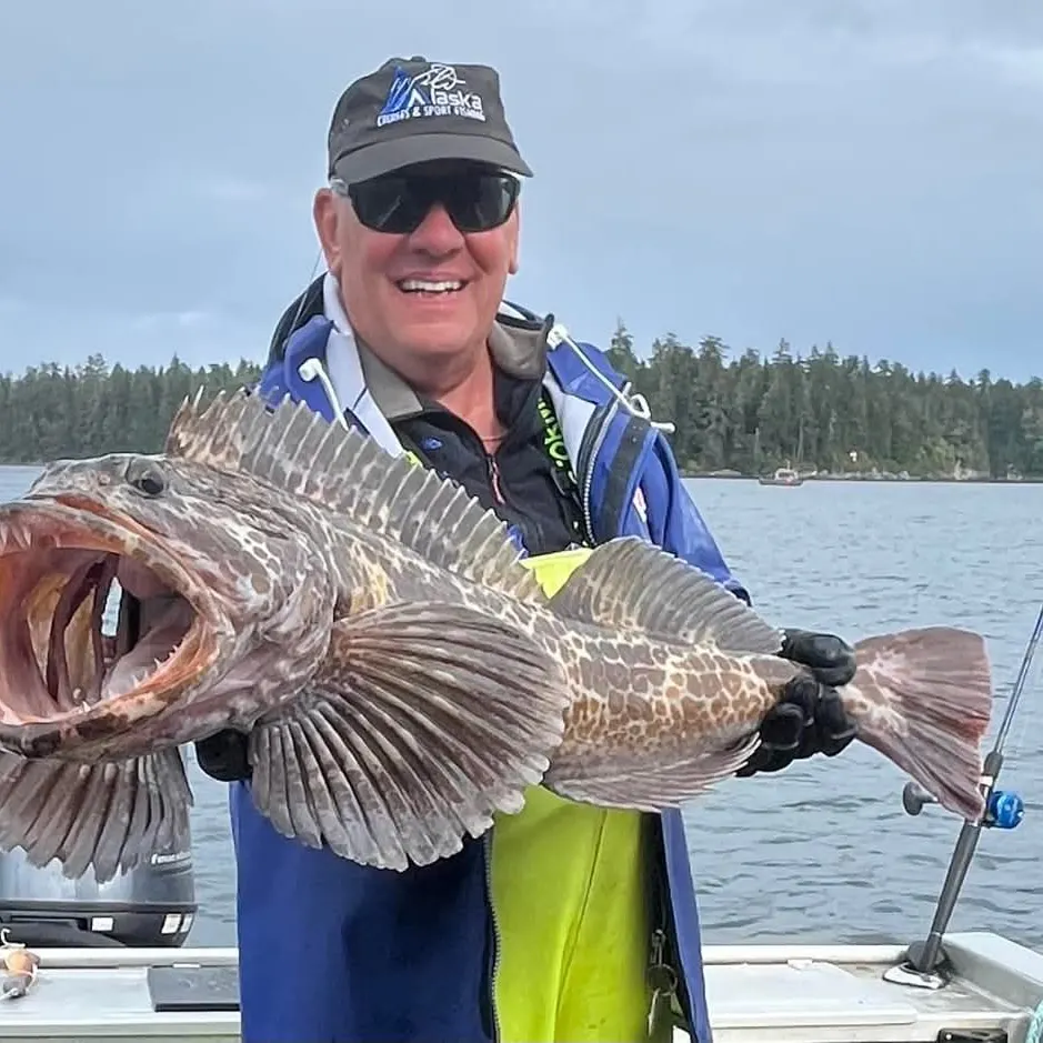 The most recent Lingcod catches on Fishbrain