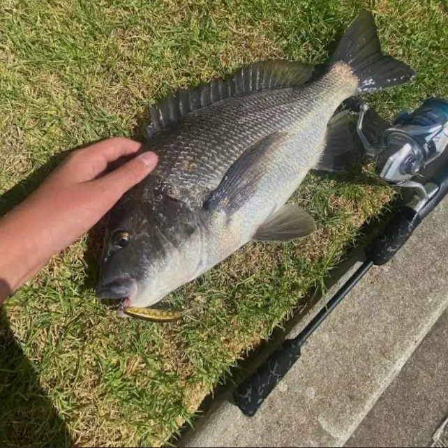 Southern black bream caught on Fishbrain