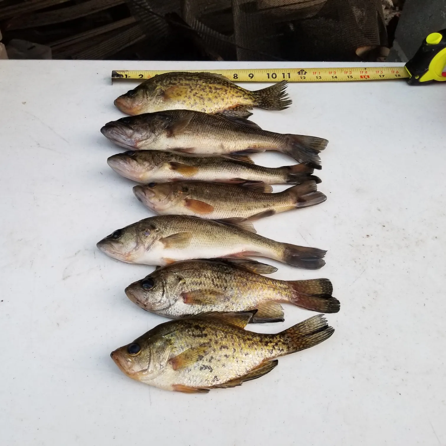 recently logged catches