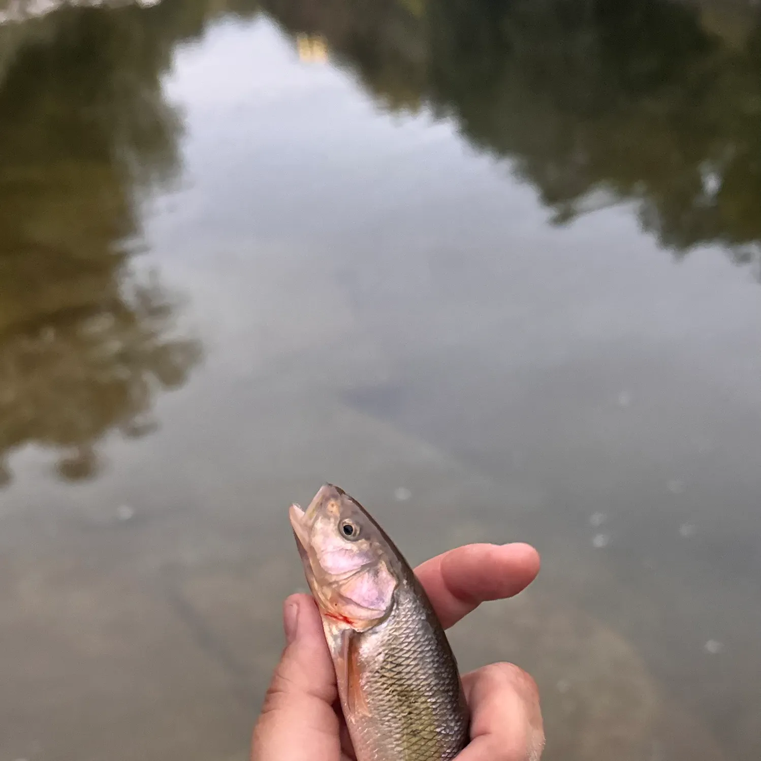 Rainbow trout caught on Fishbrain