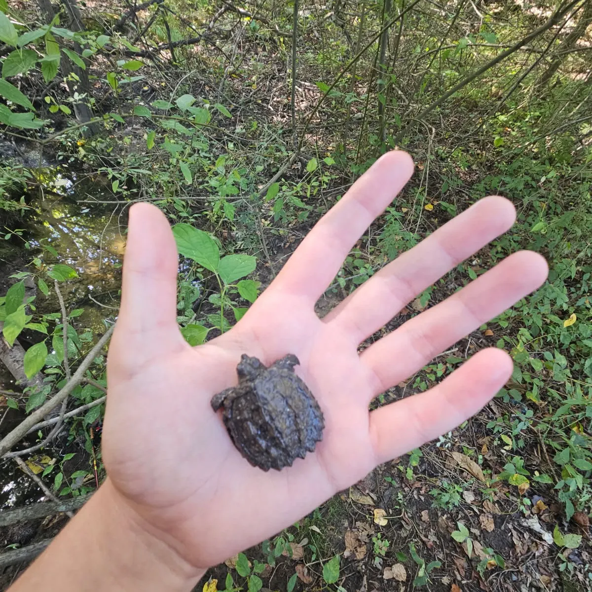 Common snapping turtle caught on Fishbrain