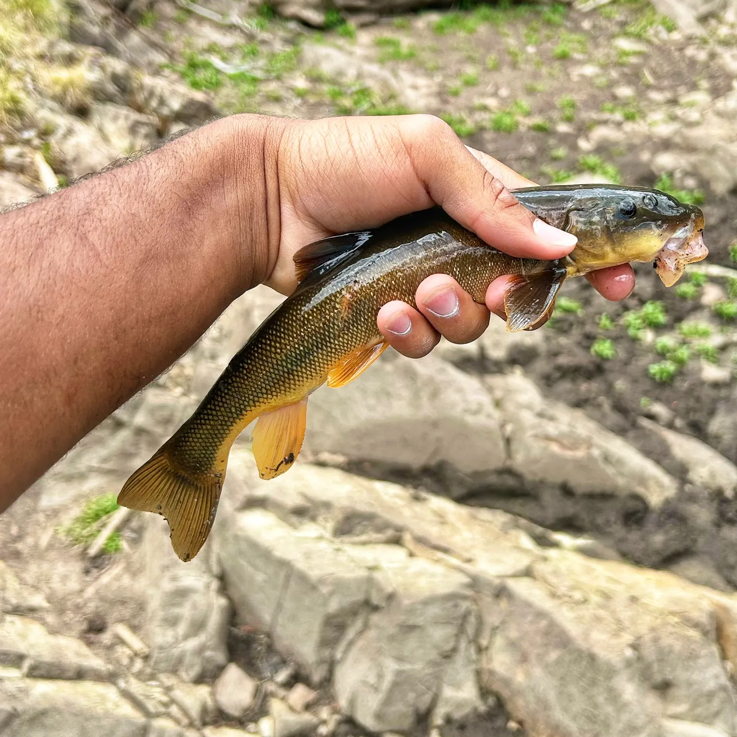 The most recent Longnose sucker catches on Fishbrain