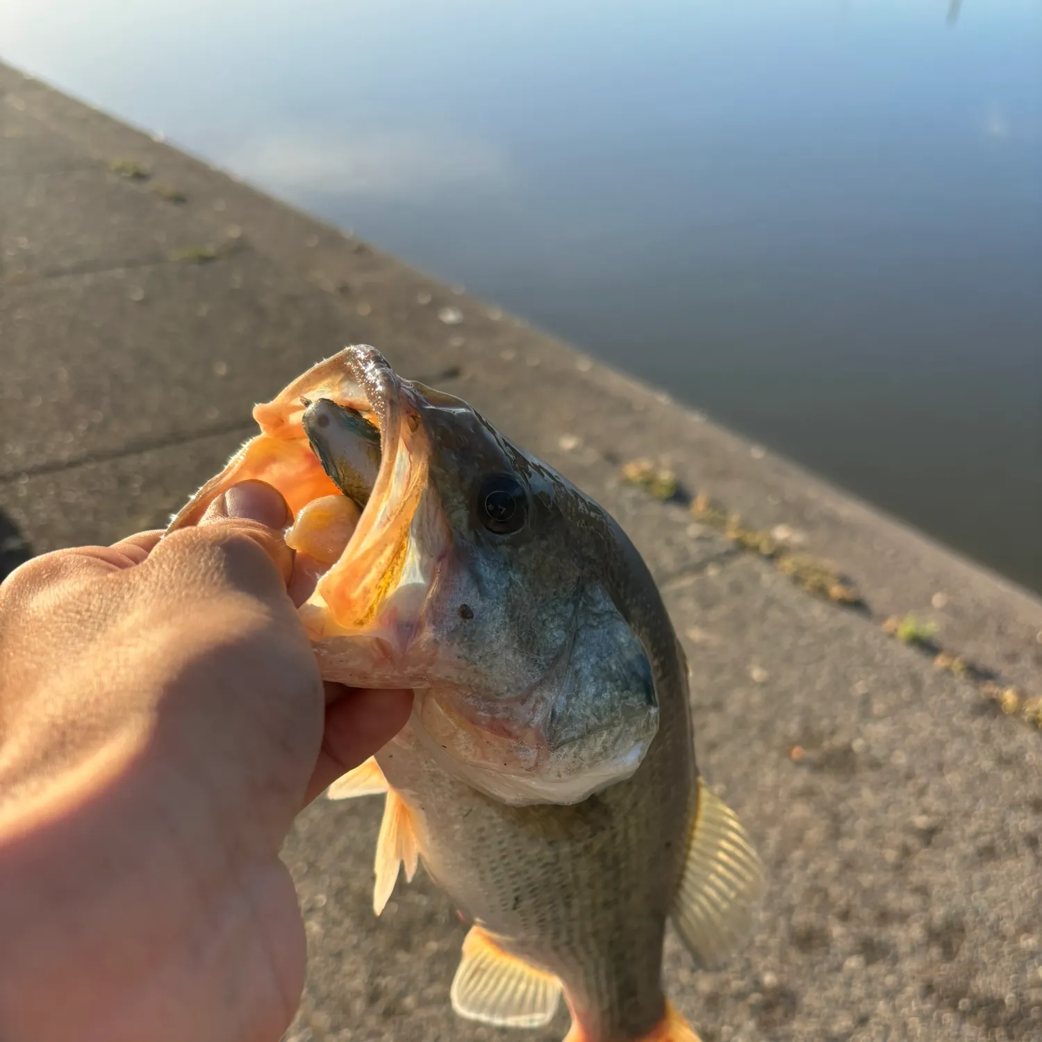 Largemouth bass caught on Fishbrain