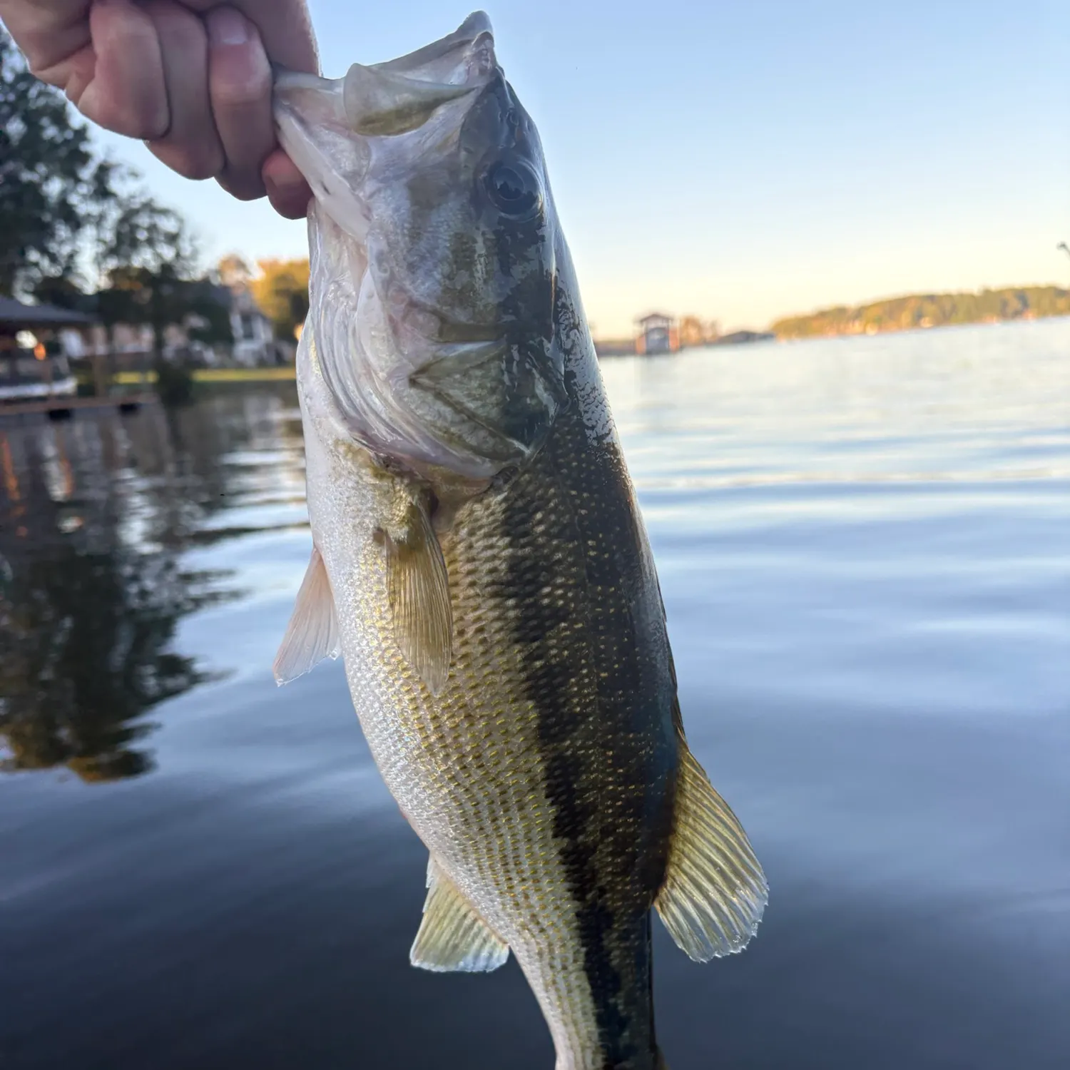 Spotted bass caught on Fishbrain
