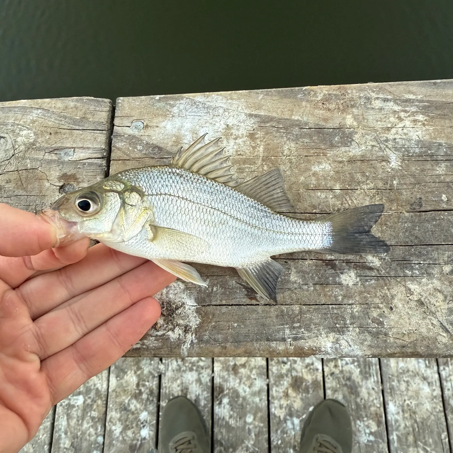 White perch caught on Fishbrain