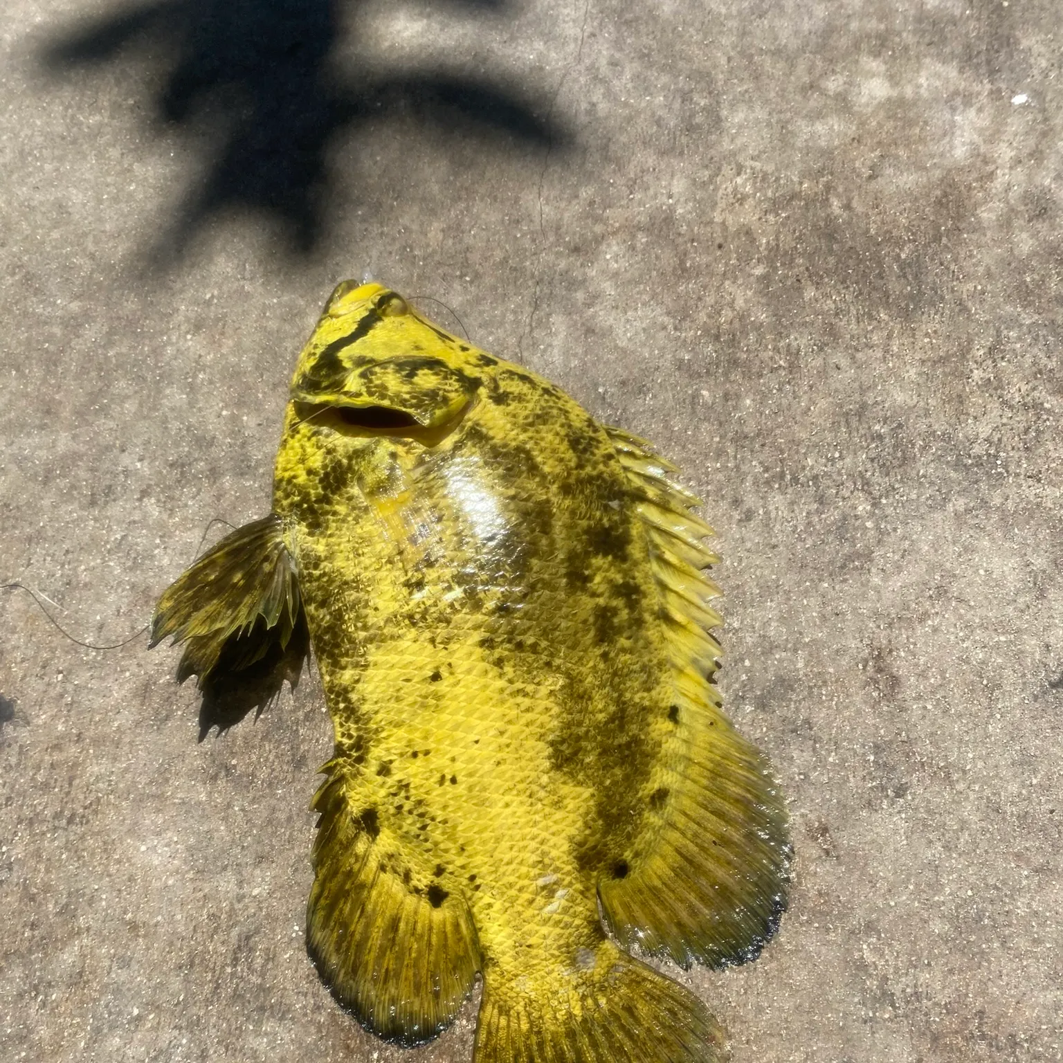 The most recent Atlantic tripletail catches on Fishbrain