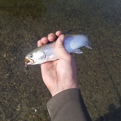 ᐅ Sequalitchew Creek fishing reports🎣• Fort Lewis, WA