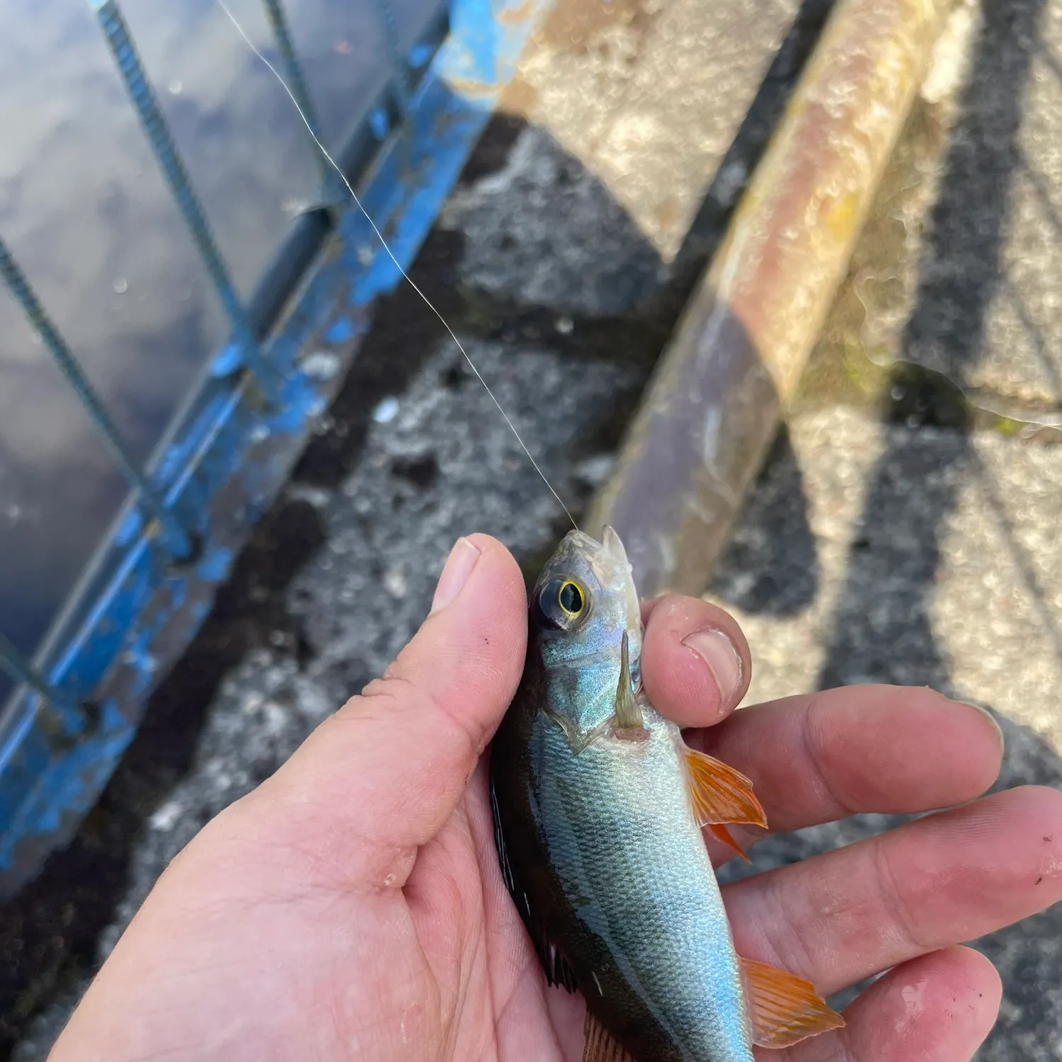 European perch caught on Fishbrain