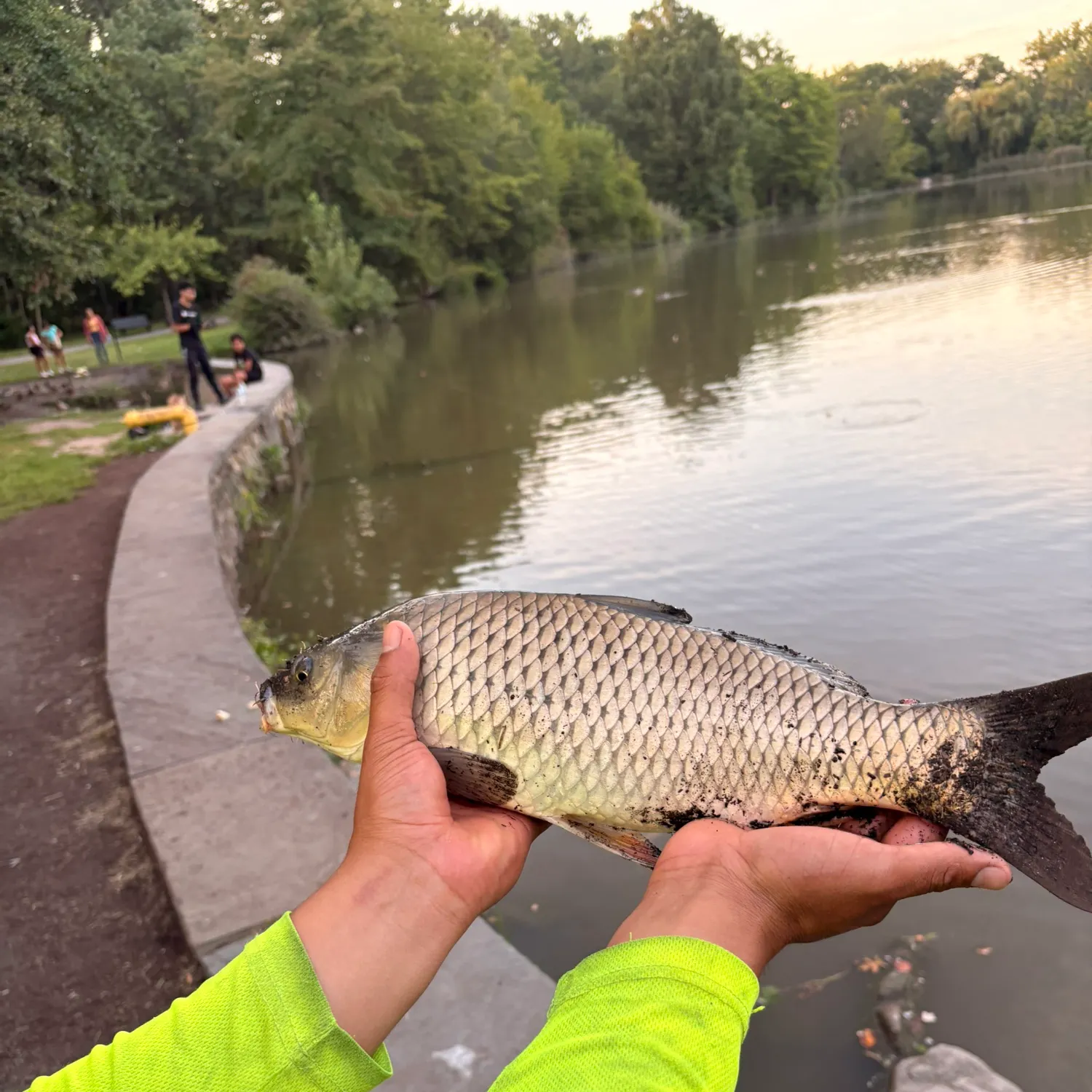 Ghost carp caught on Fishbrain