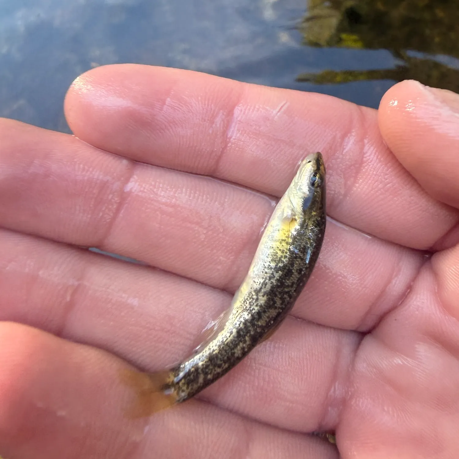 The most recent Western blacknose dace catches on Fishbrain