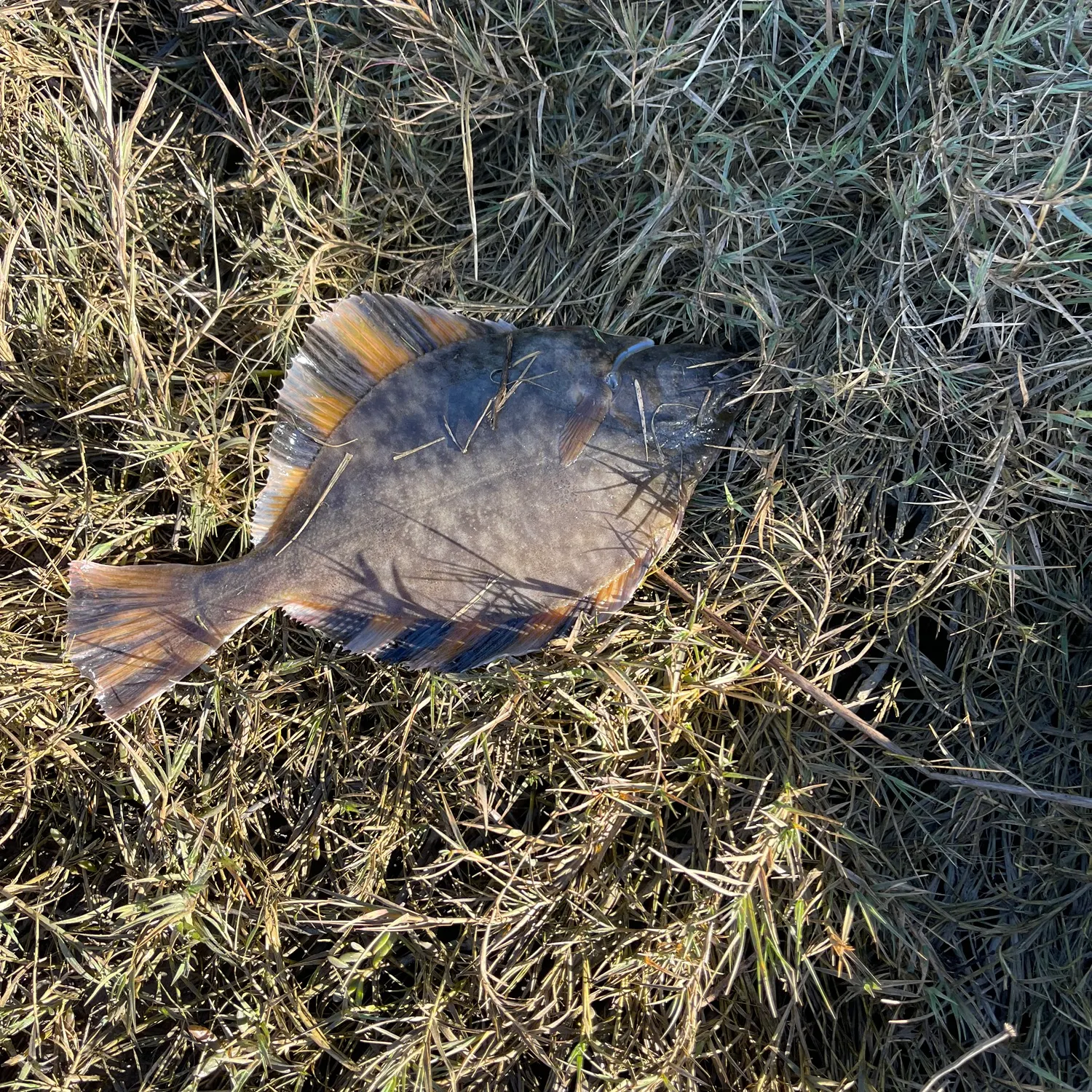 The most popular recent Windowpane flounder catch on Fishbrain