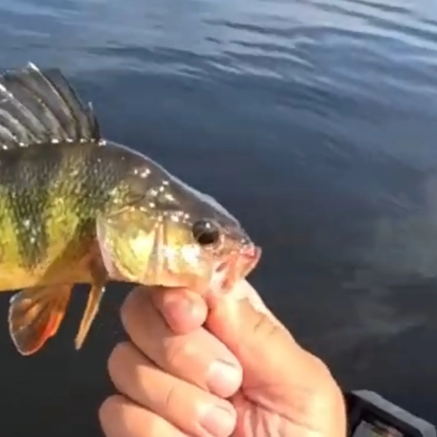 angler catch