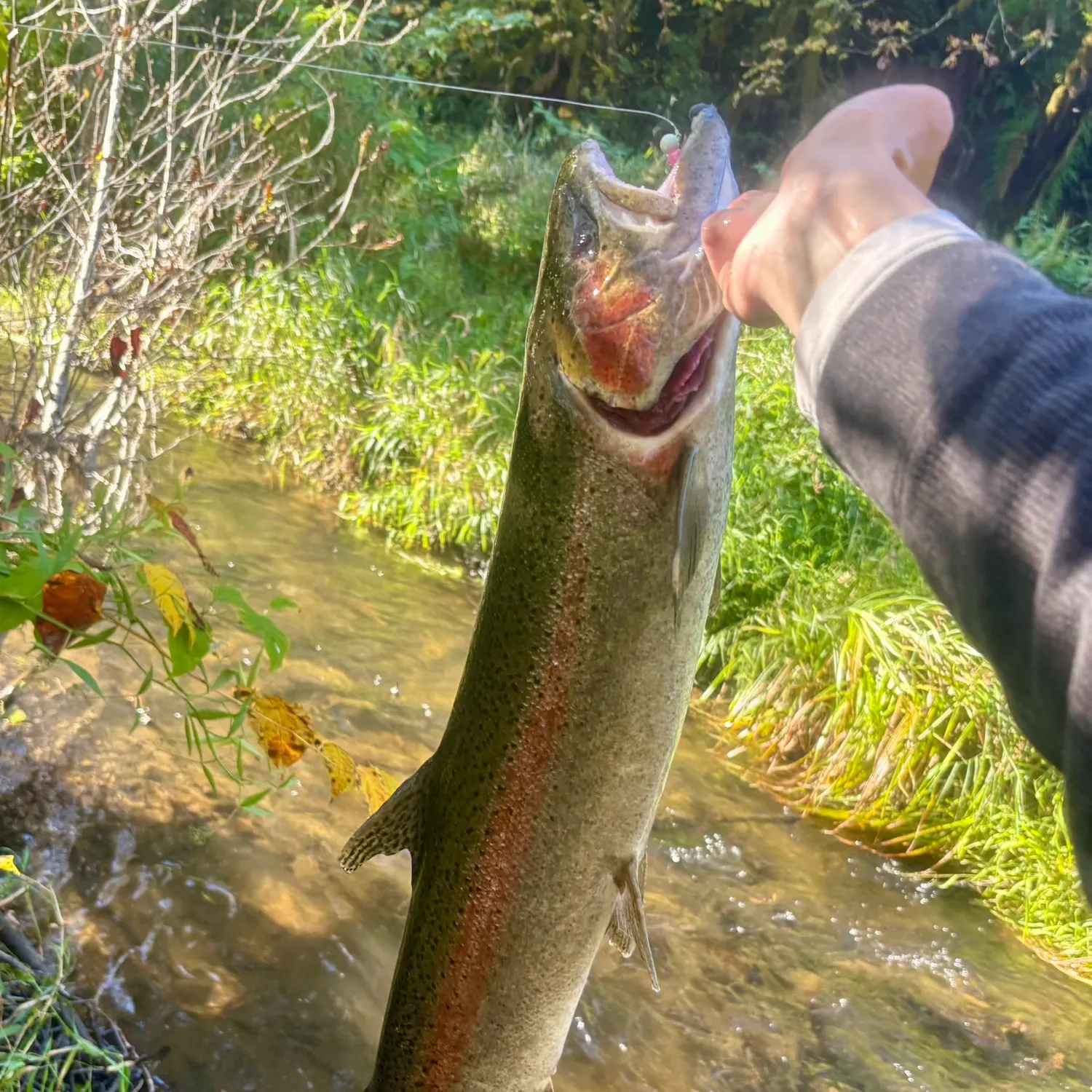 The most recent Steelhead catches on Fishbrain