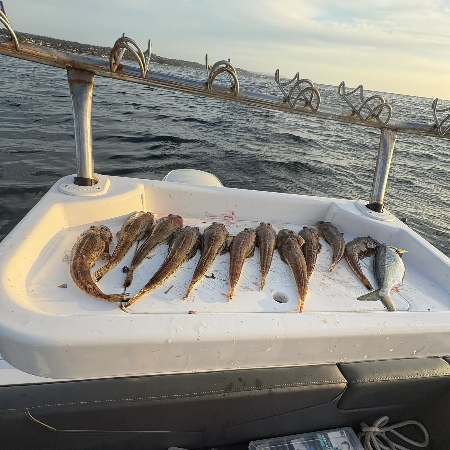 The most recent Sand flathead catches on Fishbrain