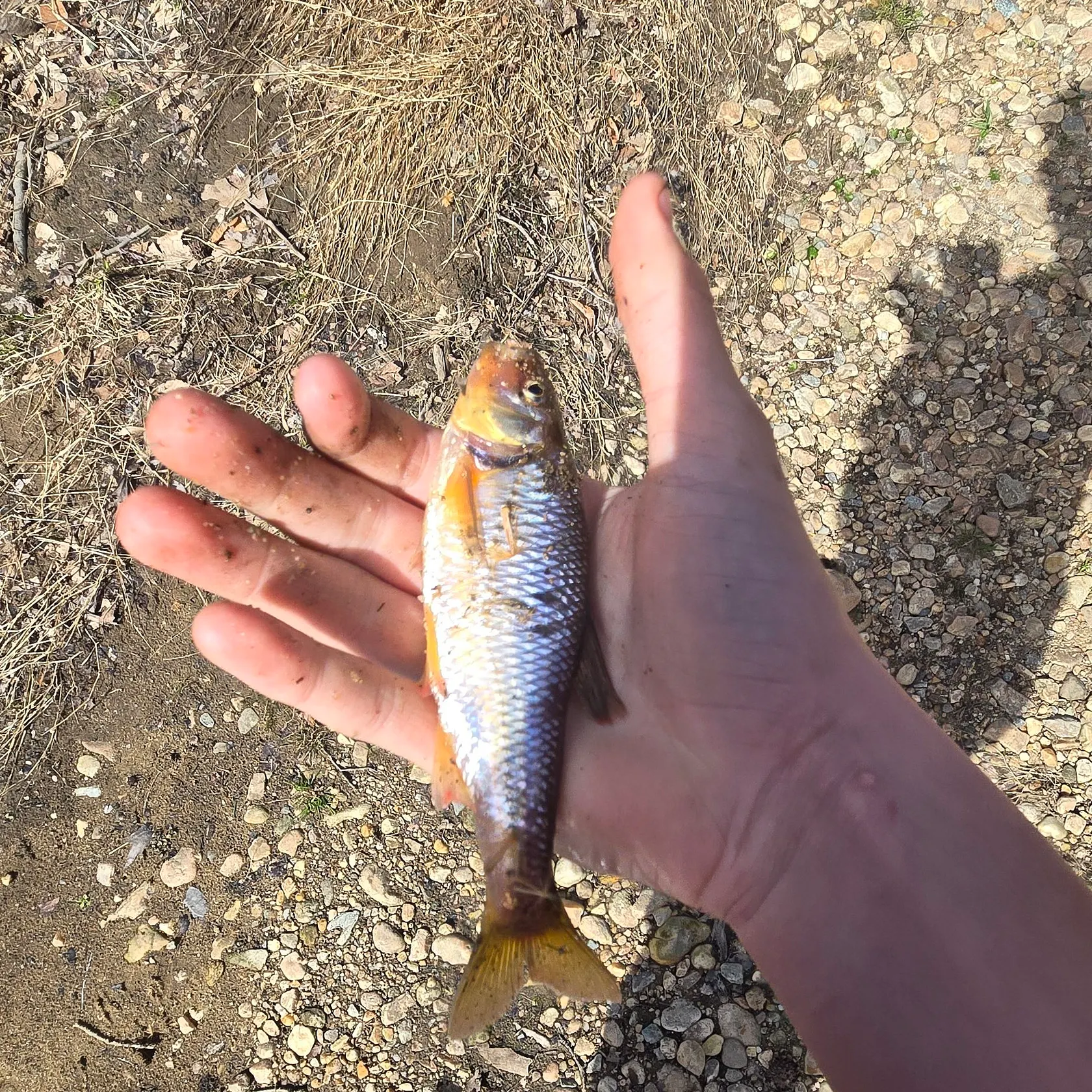 The most recent Golden shiner catches on Fishbrain