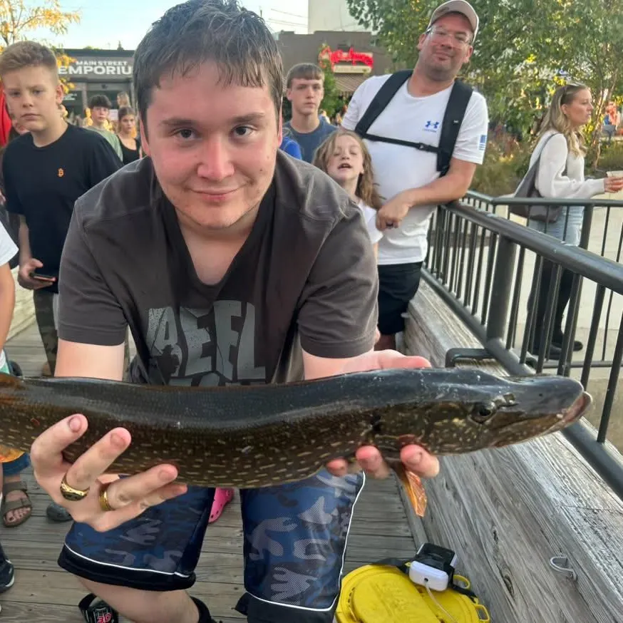 Northern pike caught on Fishbrain