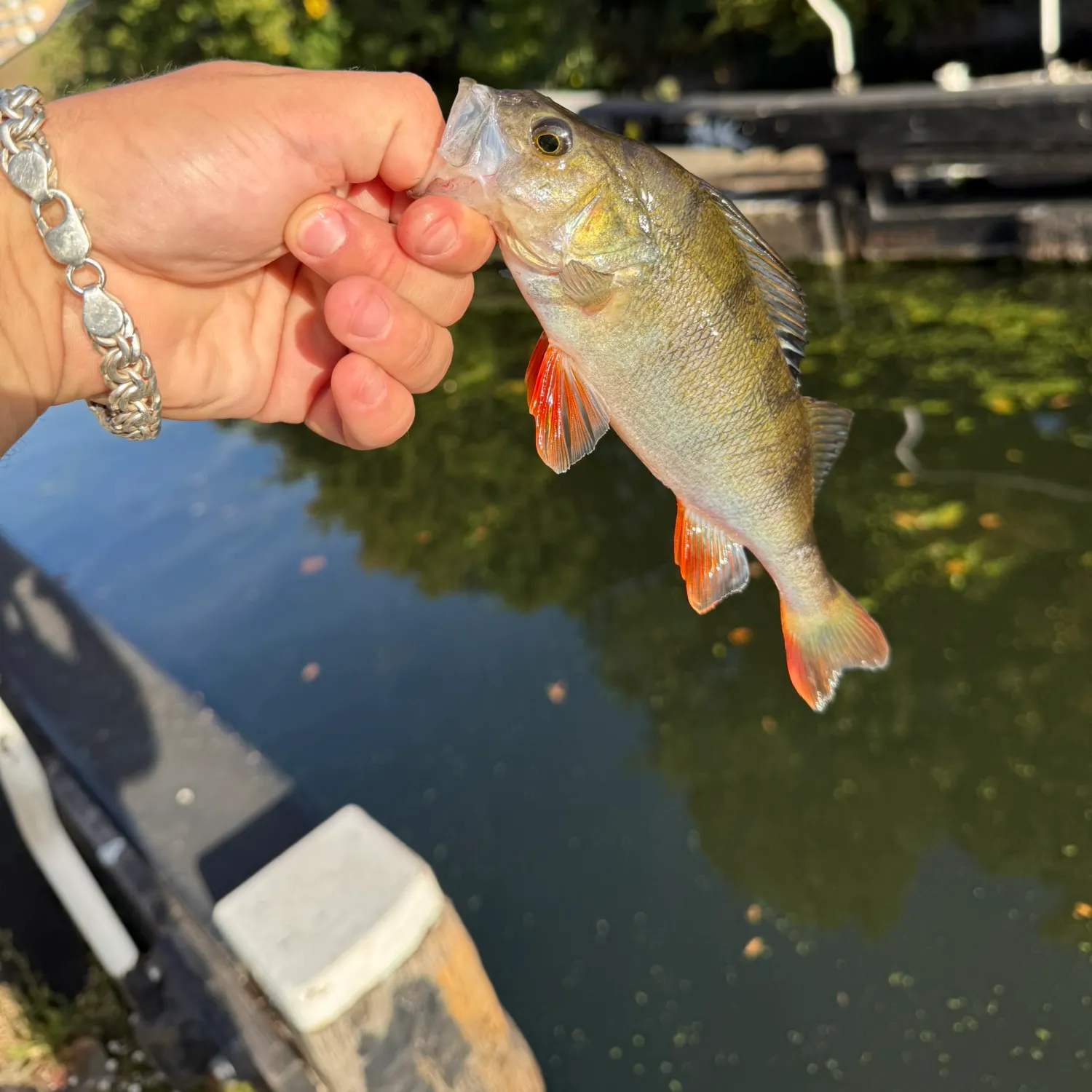 European perch caught on Fishbrain
