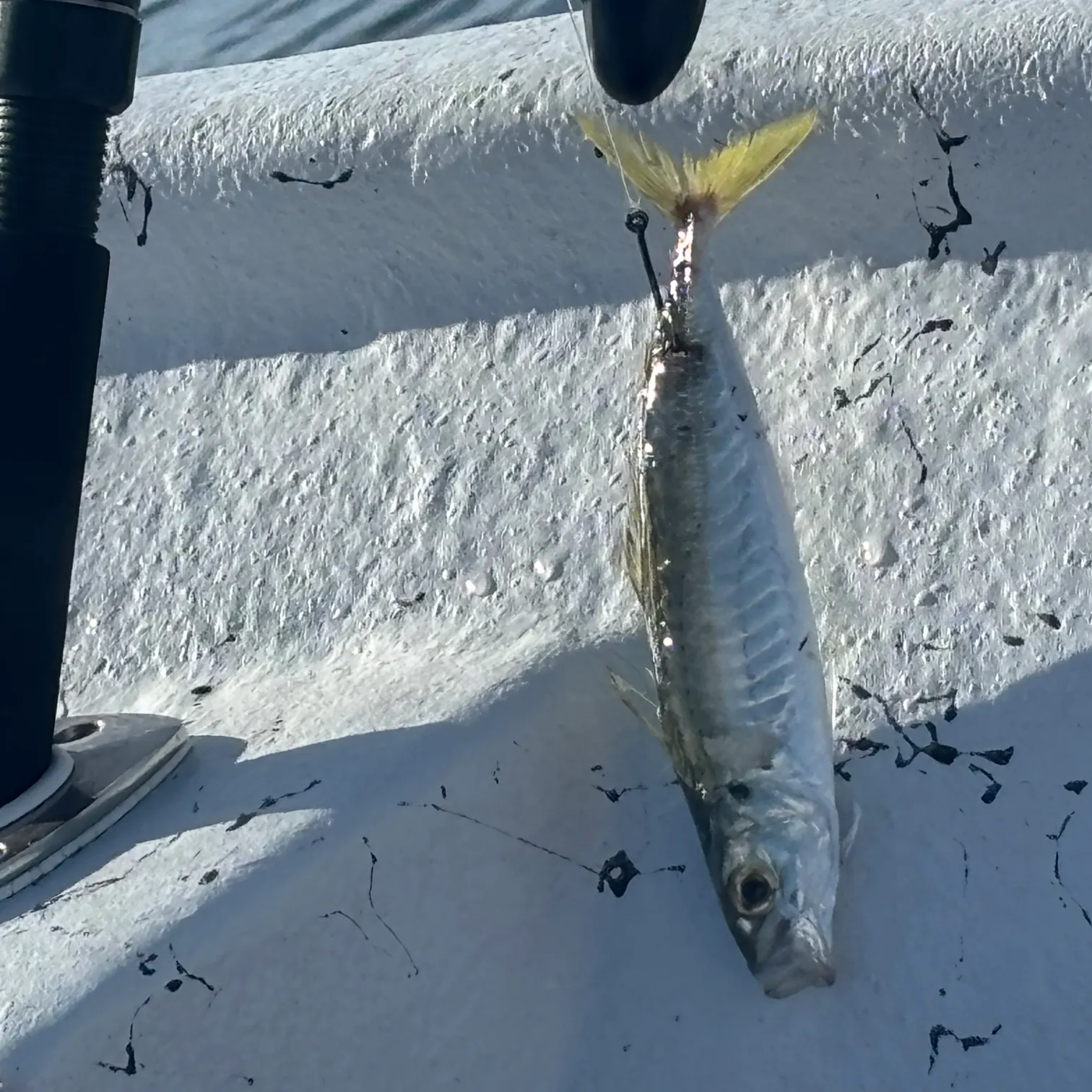 The most recent Round Scad catches on Fishbrain