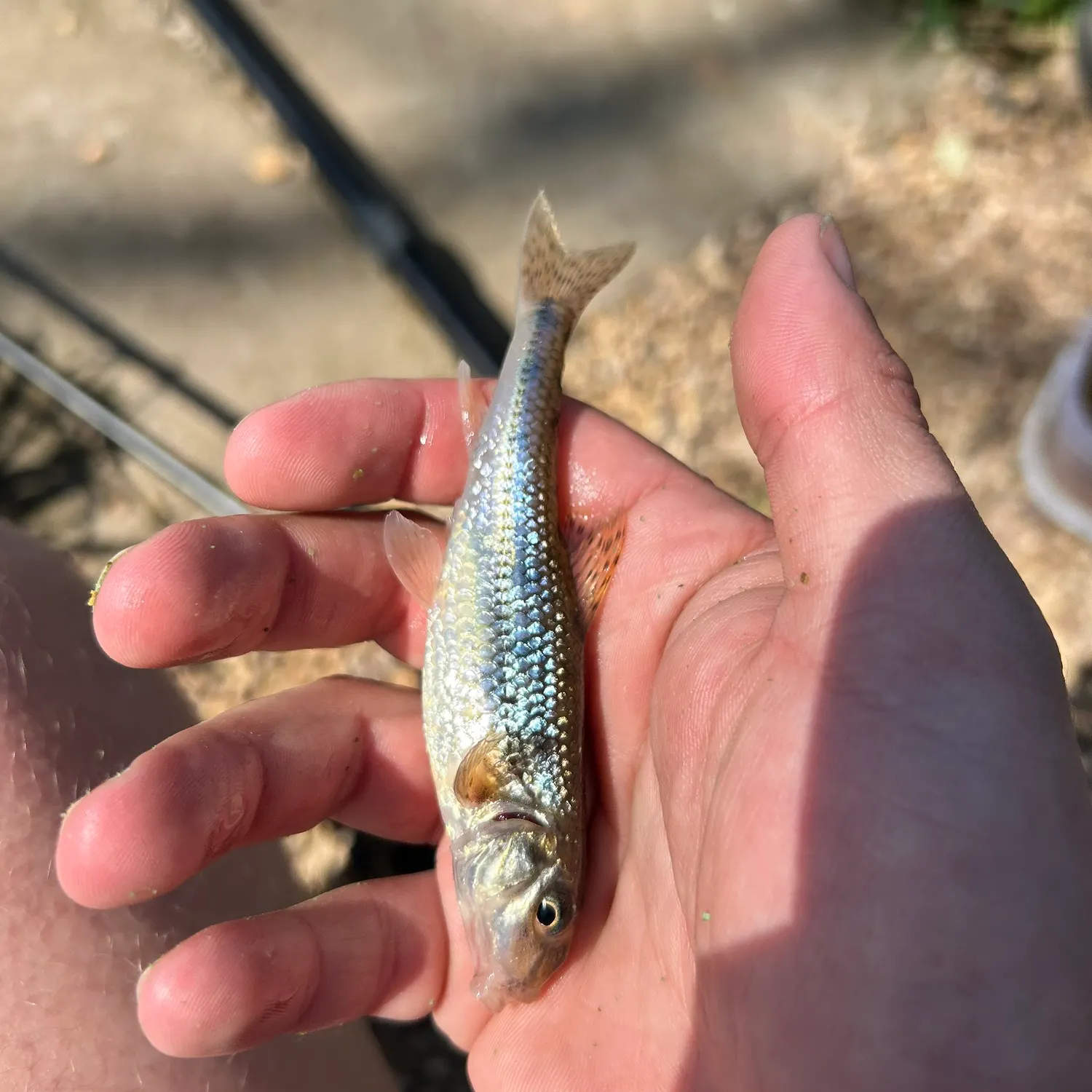 The most recent Gudgeon catches on Fishbrain