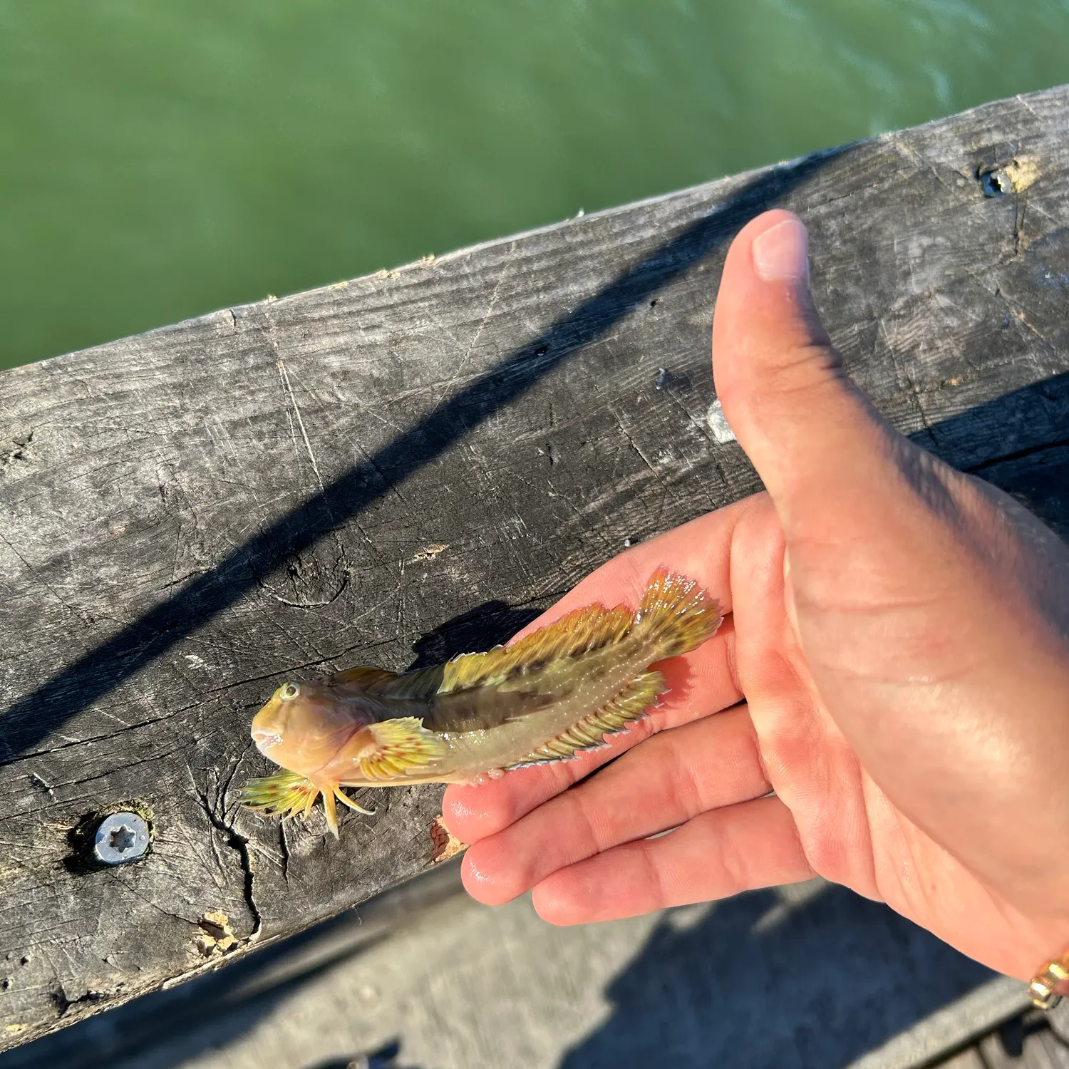 Fish caught on Fishbrain