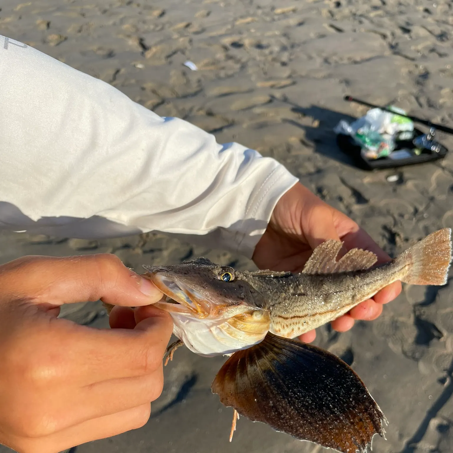 The most recent Striped searobin catches on Fishbrain