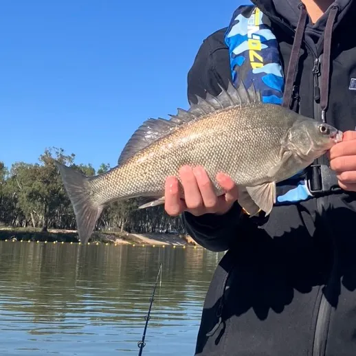 The most recent Bidyan perch catches on Fishbrain
