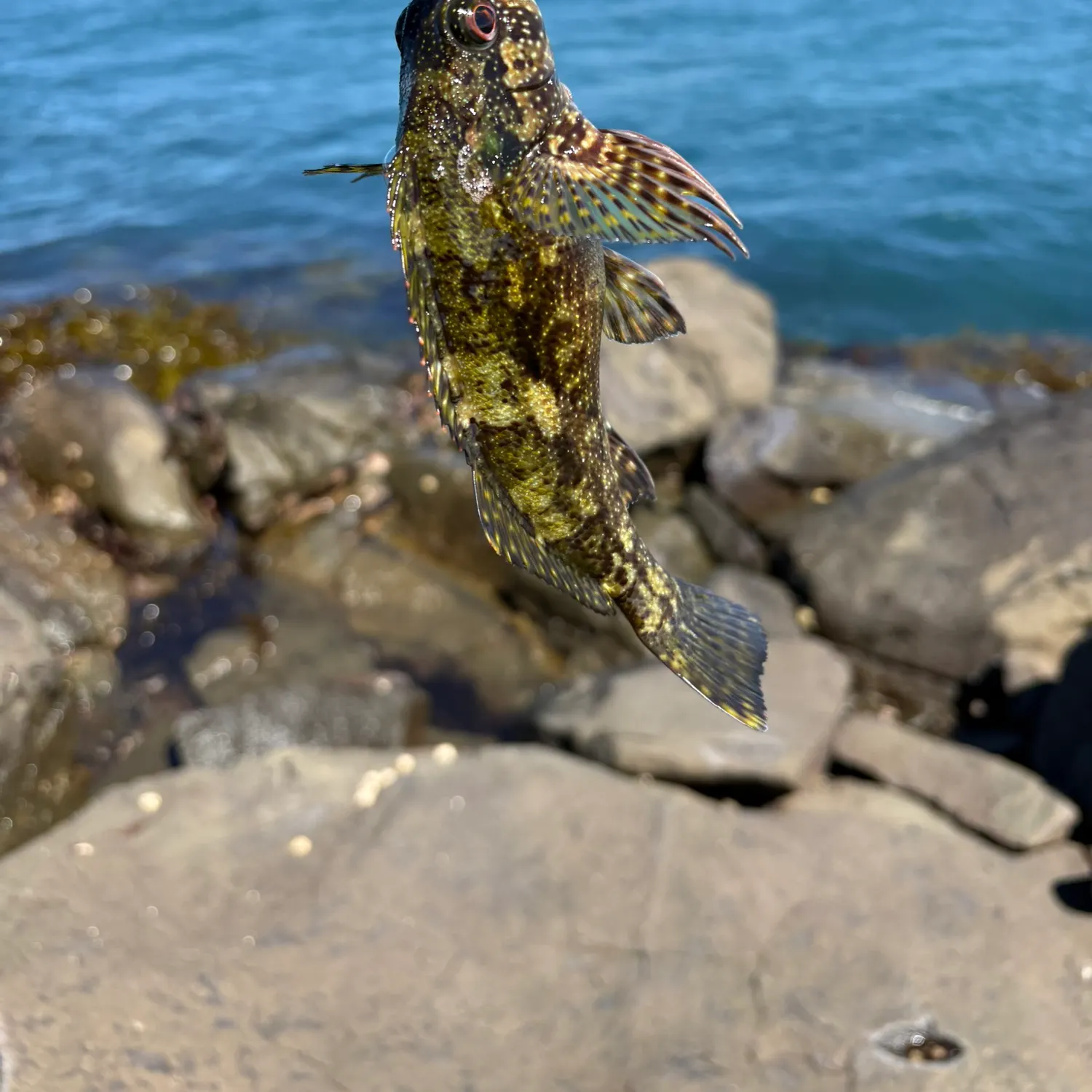 The most recent Eastern kelpfish catches on Fishbrain