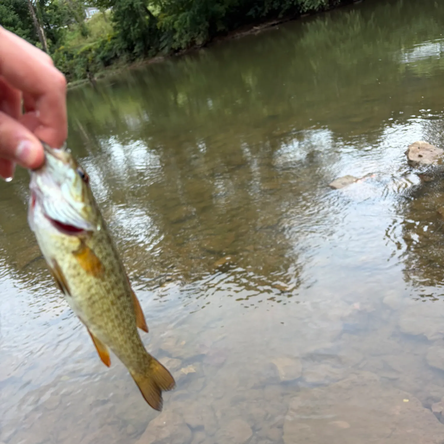 Spotted bass caught on Fishbrain