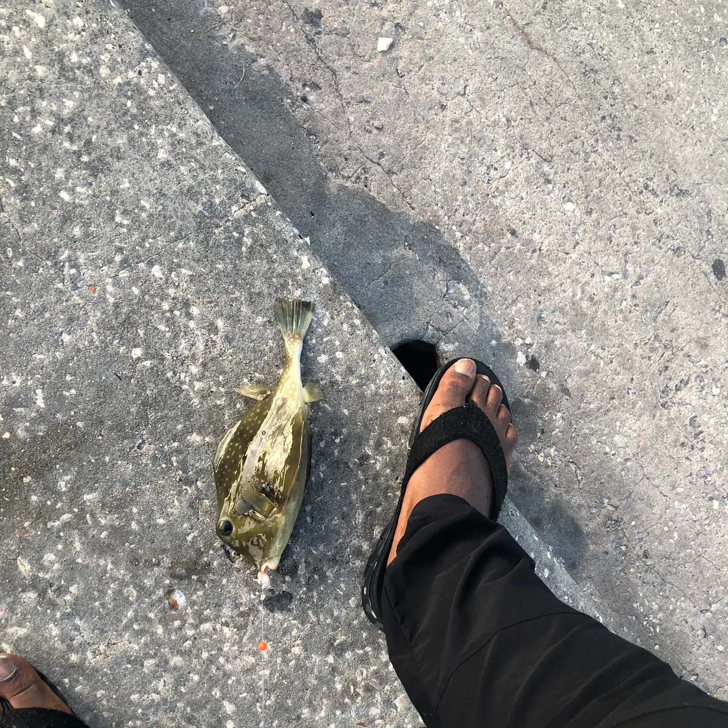 The most recent Buffalo trunkfish catches on Fishbrain