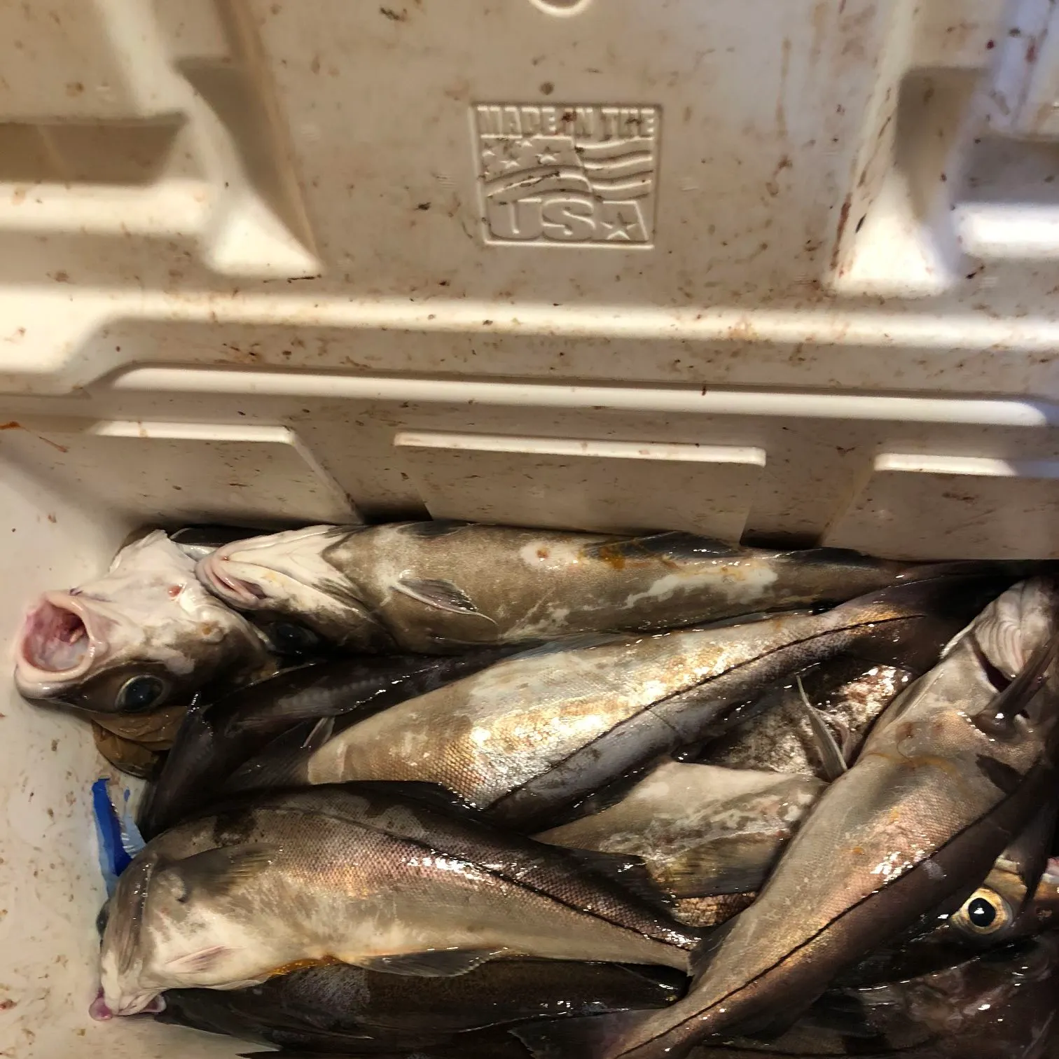 The most recent Haddock catches on Fishbrain