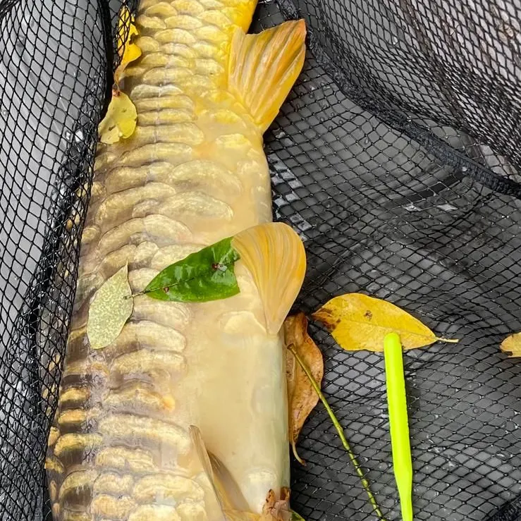Mirror carp caught on Fishbrain