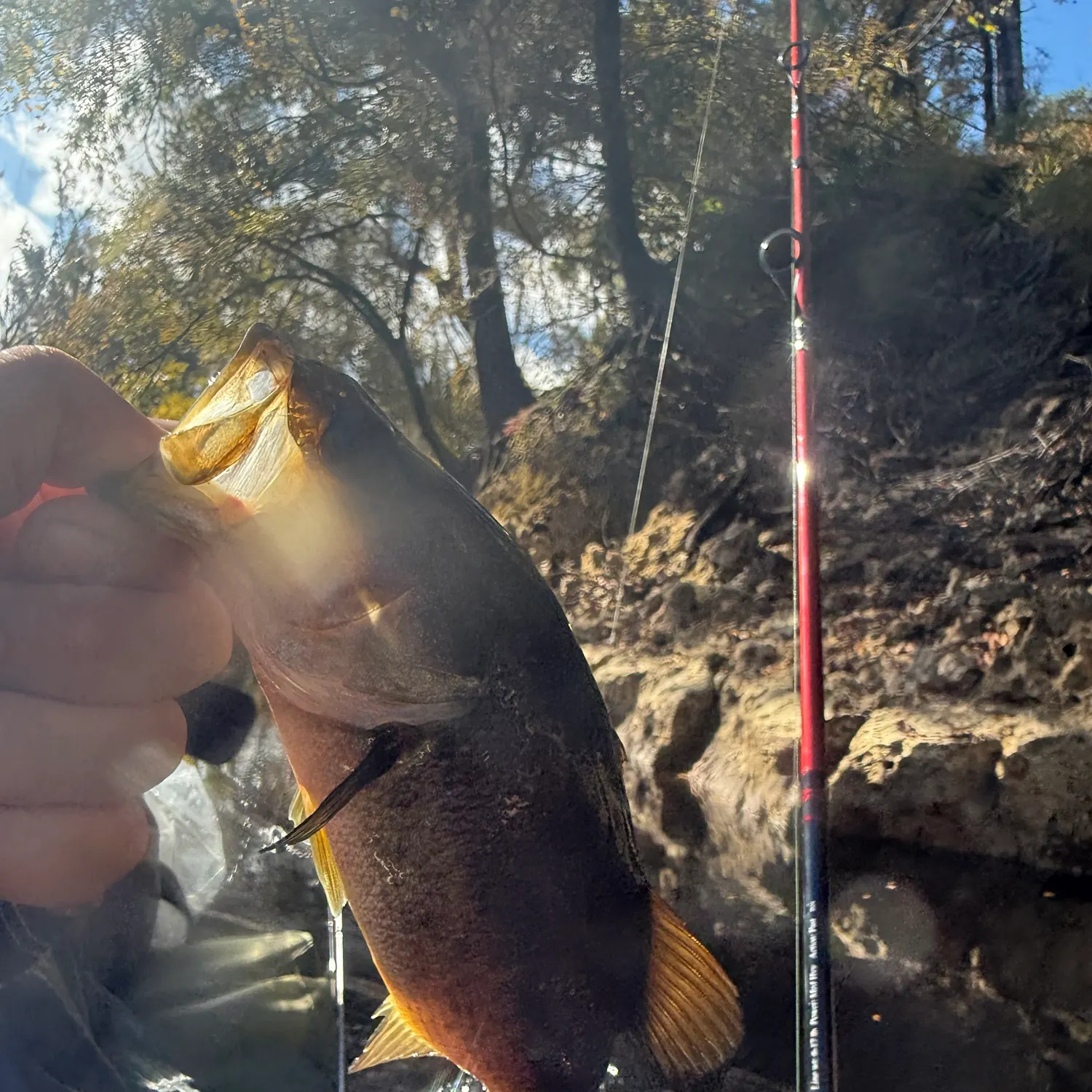 The most recent Suwannee bass catches on Fishbrain