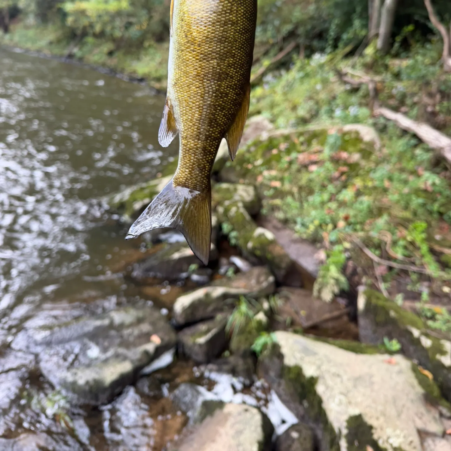 Smallmouth bass caught on Fishbrain