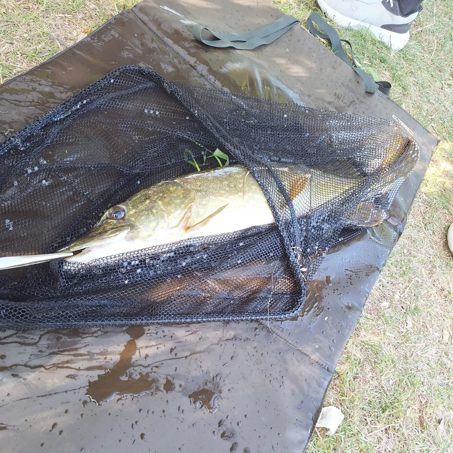 Northern pike caught on Fishbrain
