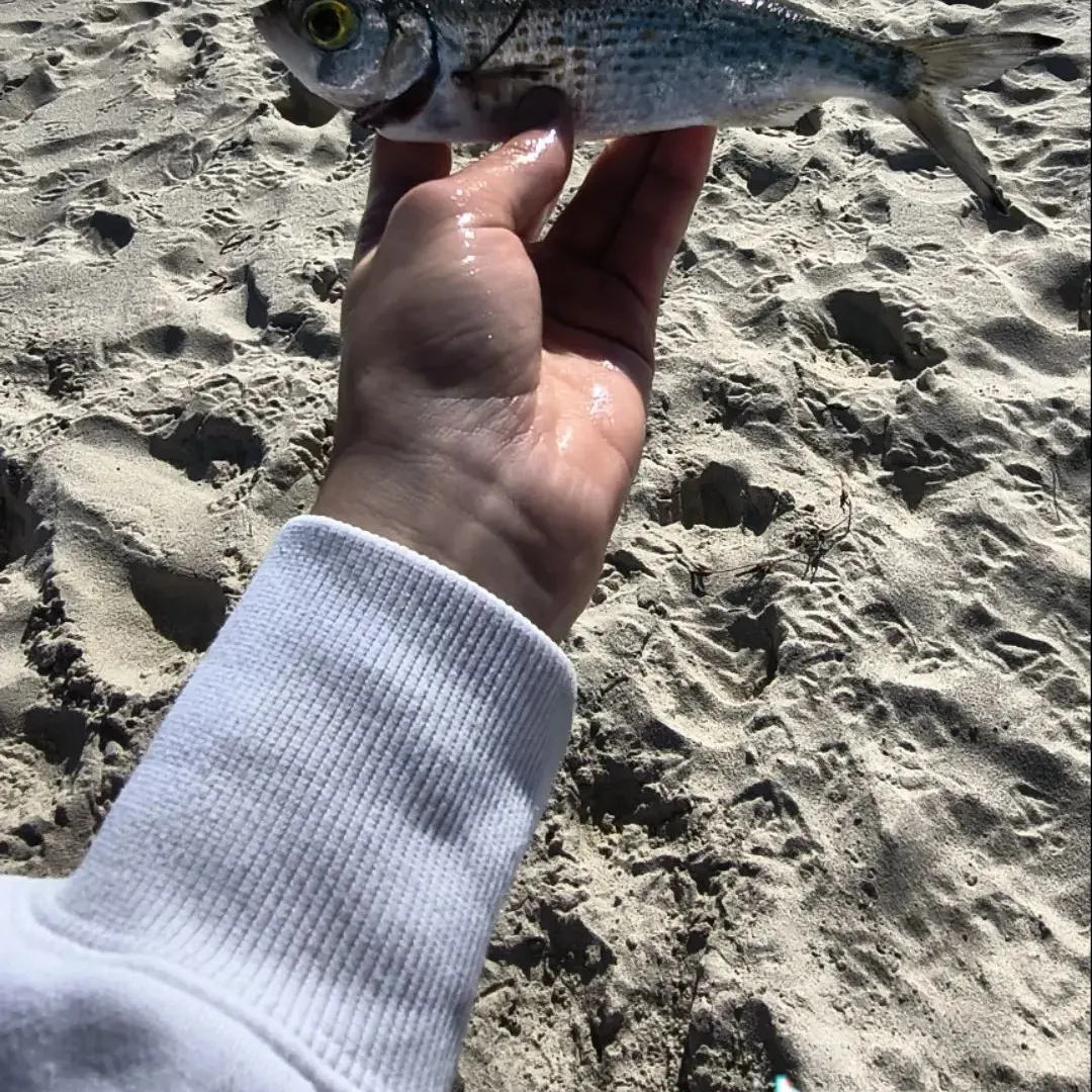 The most recent Australian ruff catches on Fishbrain