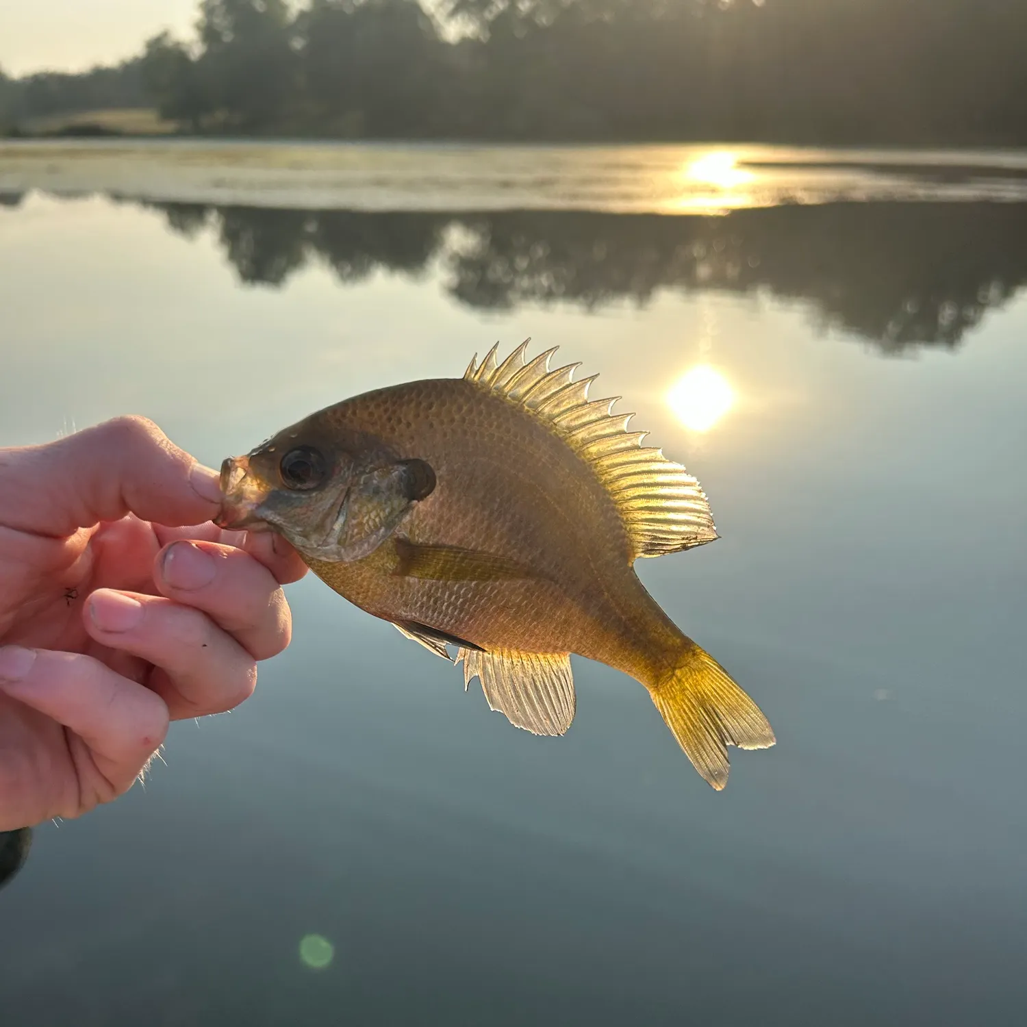 Bluegill caught on Fishbrain