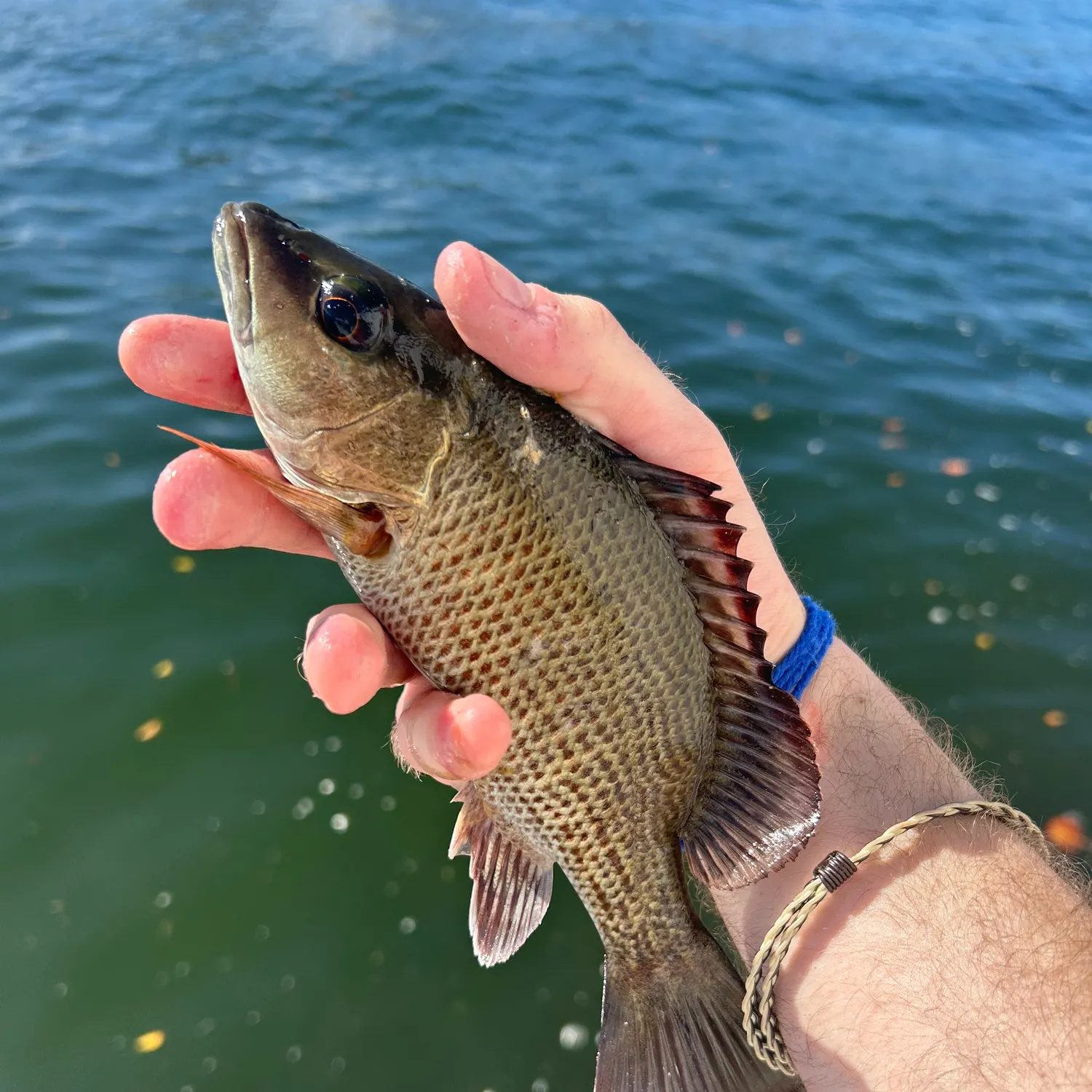 The most recent Mangrove snapper catches on Fishbrain