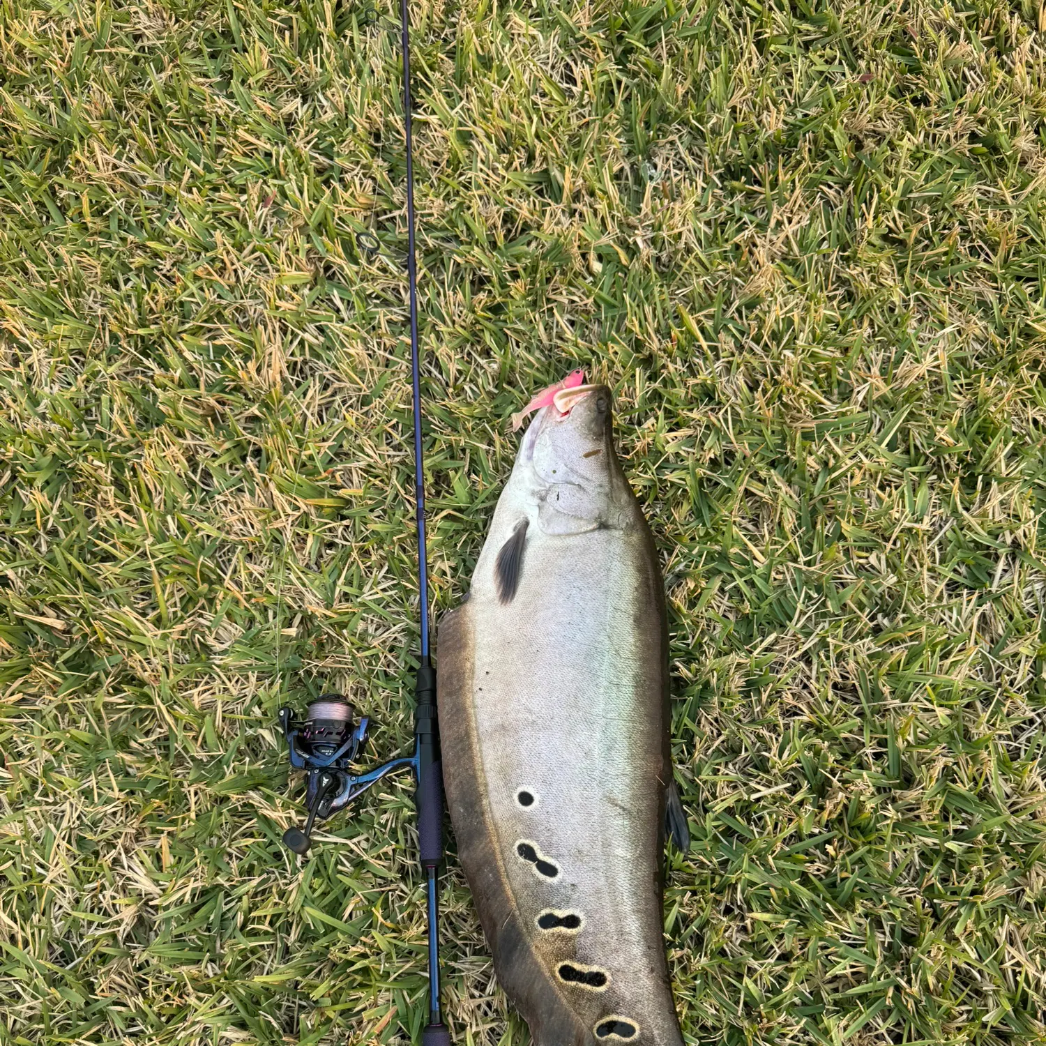 The most recent Clown knifefish catches on Fishbrain