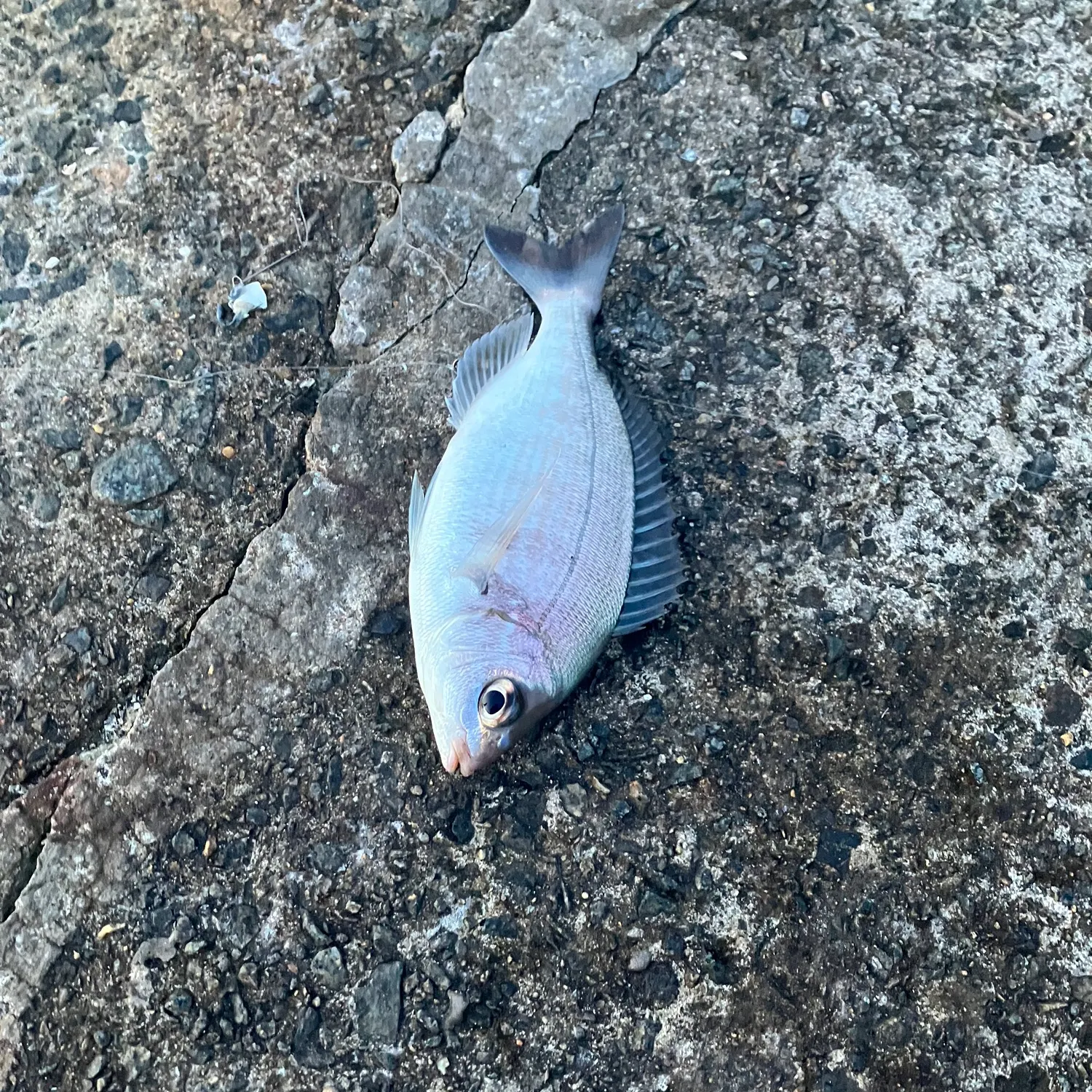 The most recent Black seabream catches on Fishbrain