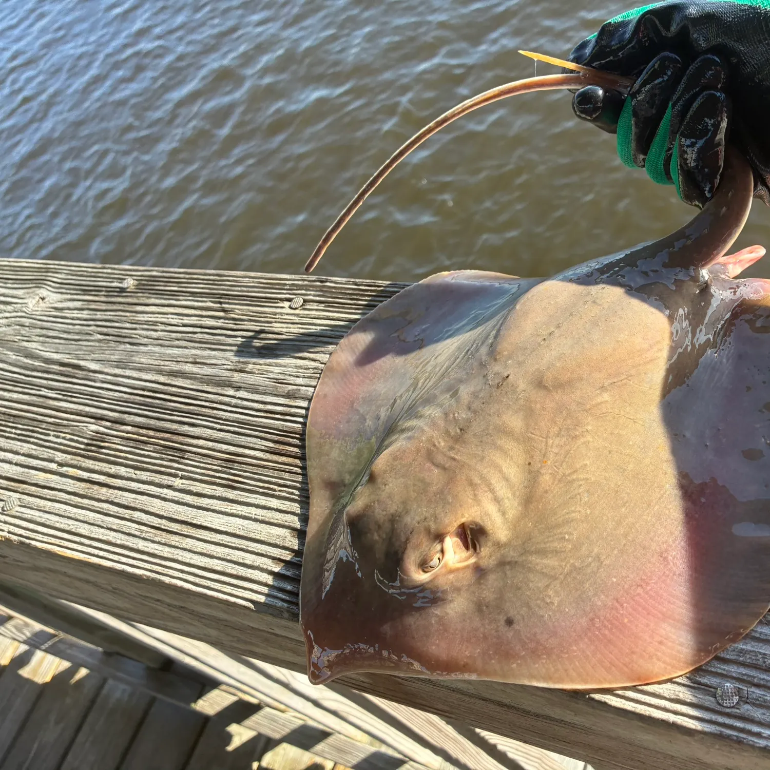 The most recent Atlantic stingray catches on Fishbrain