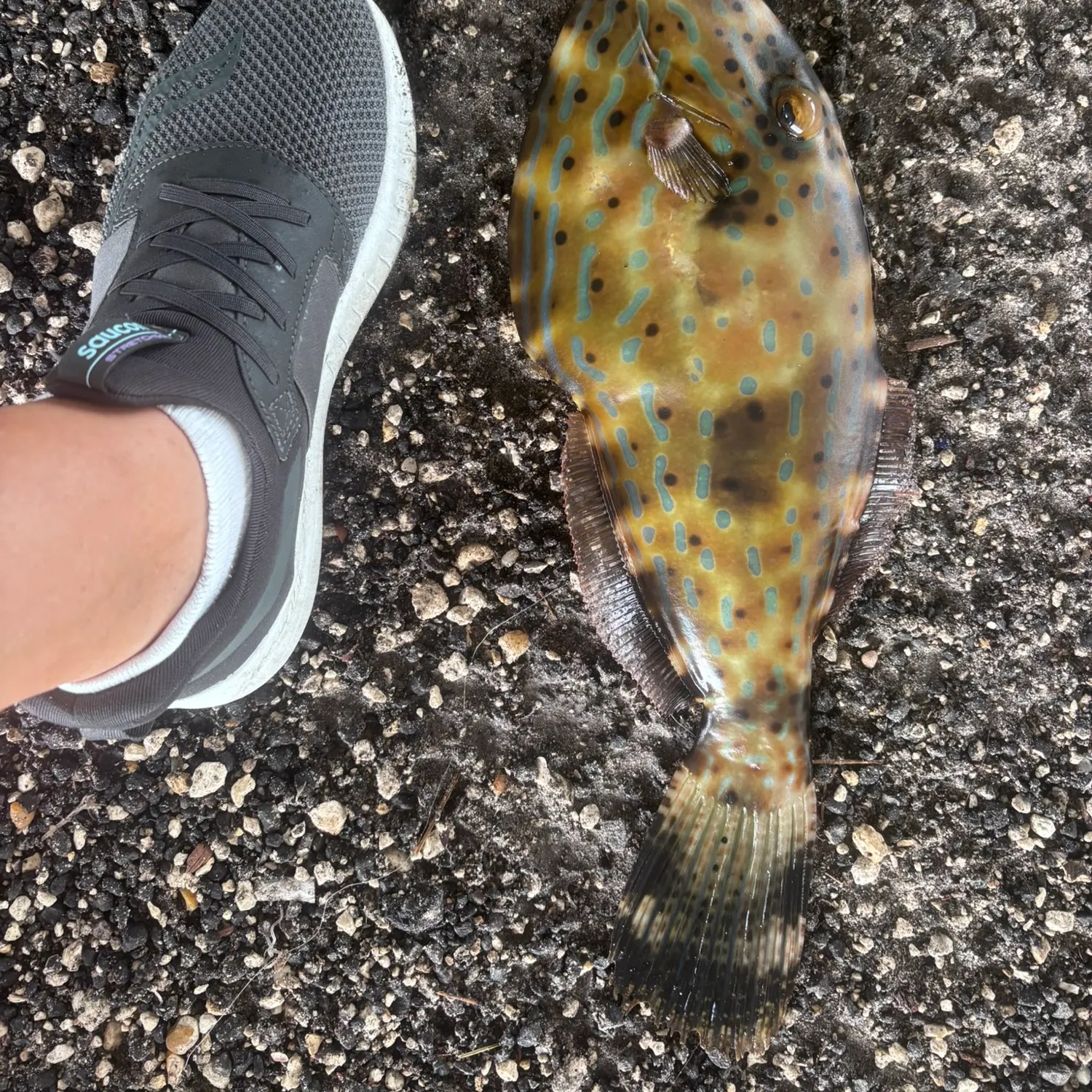 The most recent Scrawled filefish catches on Fishbrain