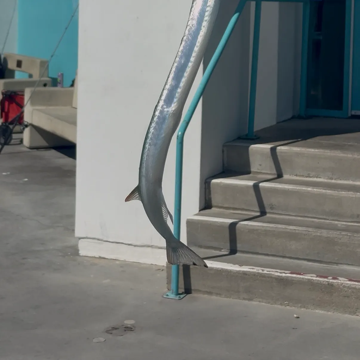 California needlefish caught on Fishbrain